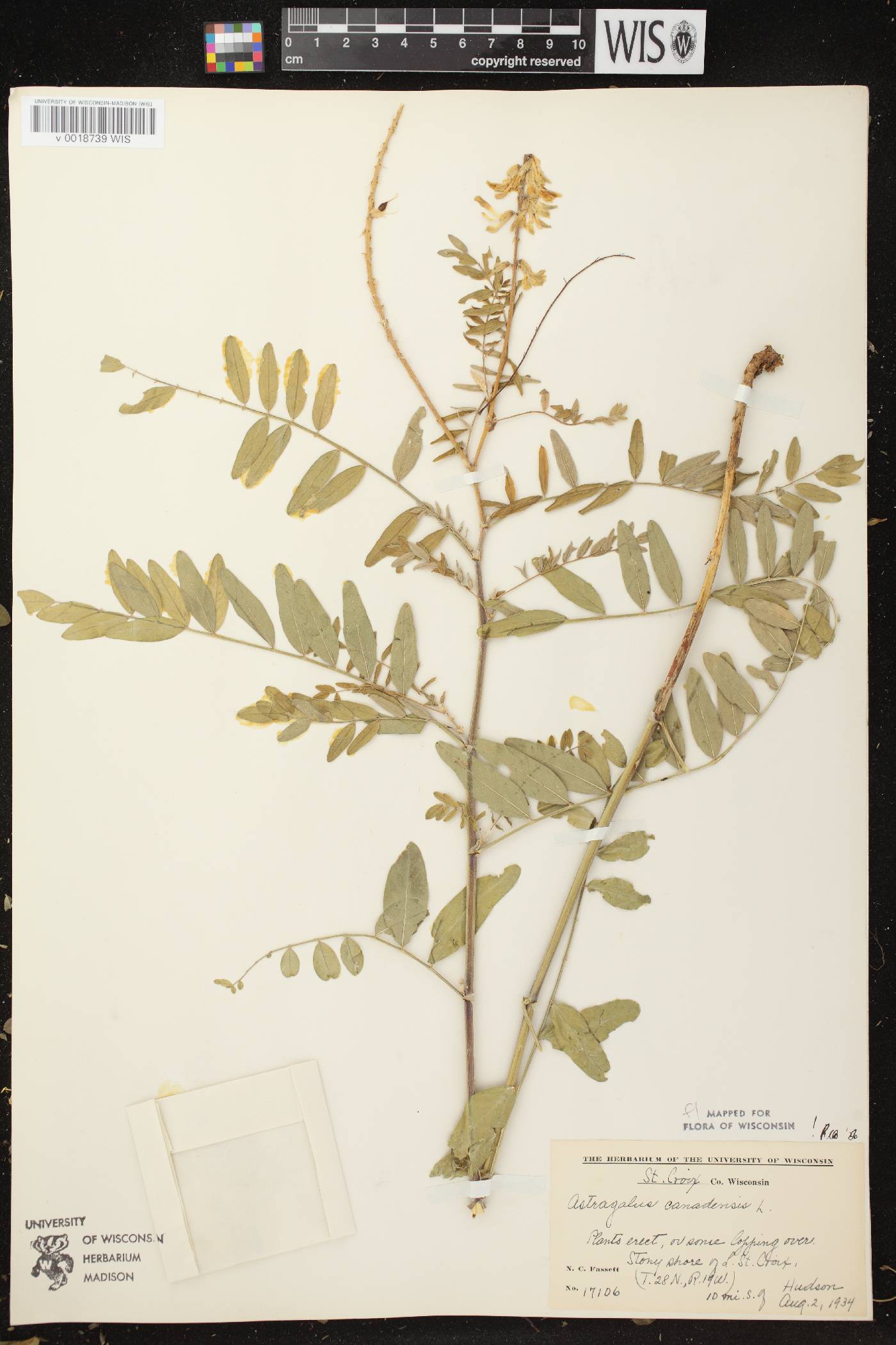 Astragalus canadensis var. canadensis image