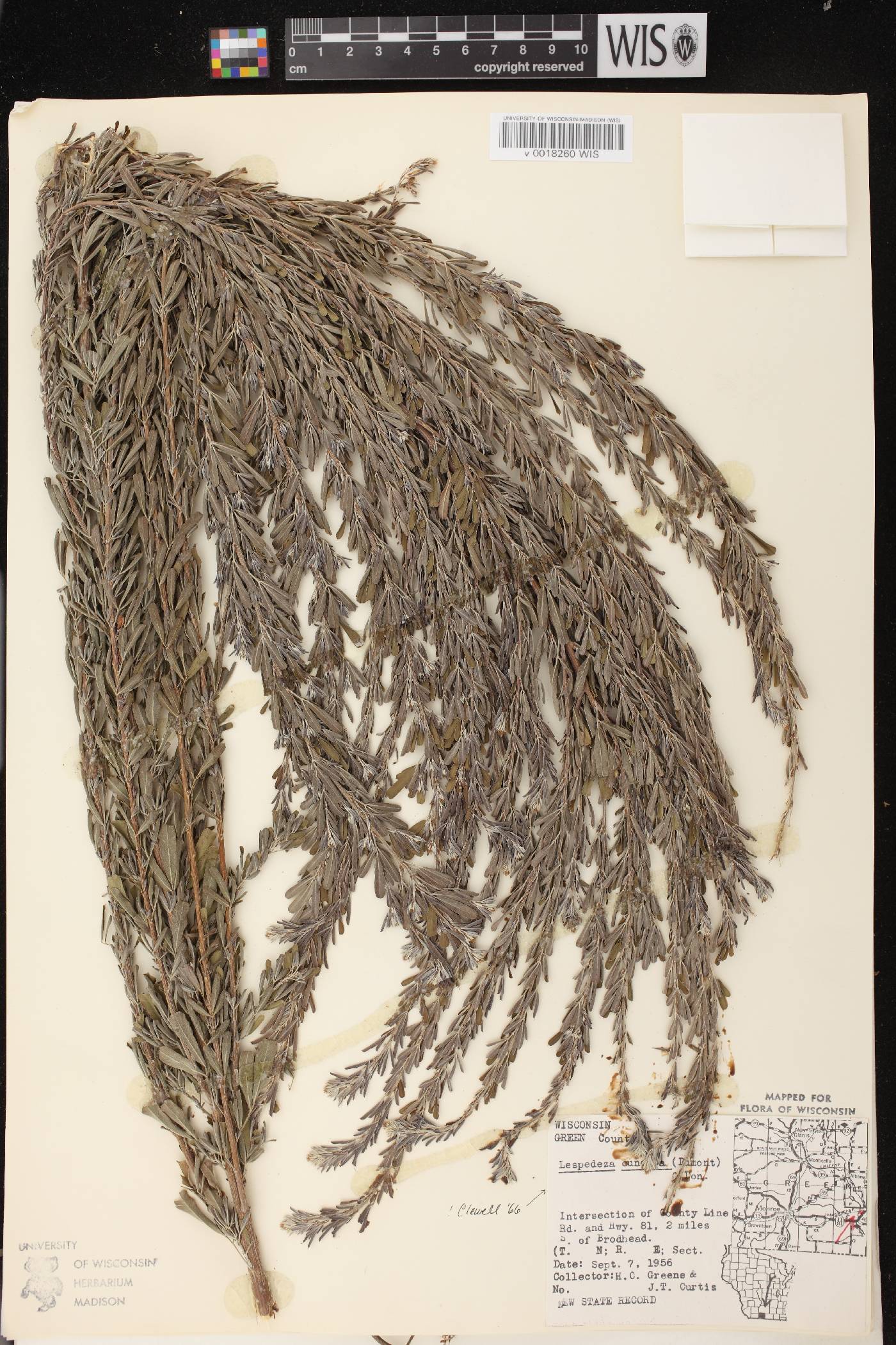 Lespedeza cuneata image