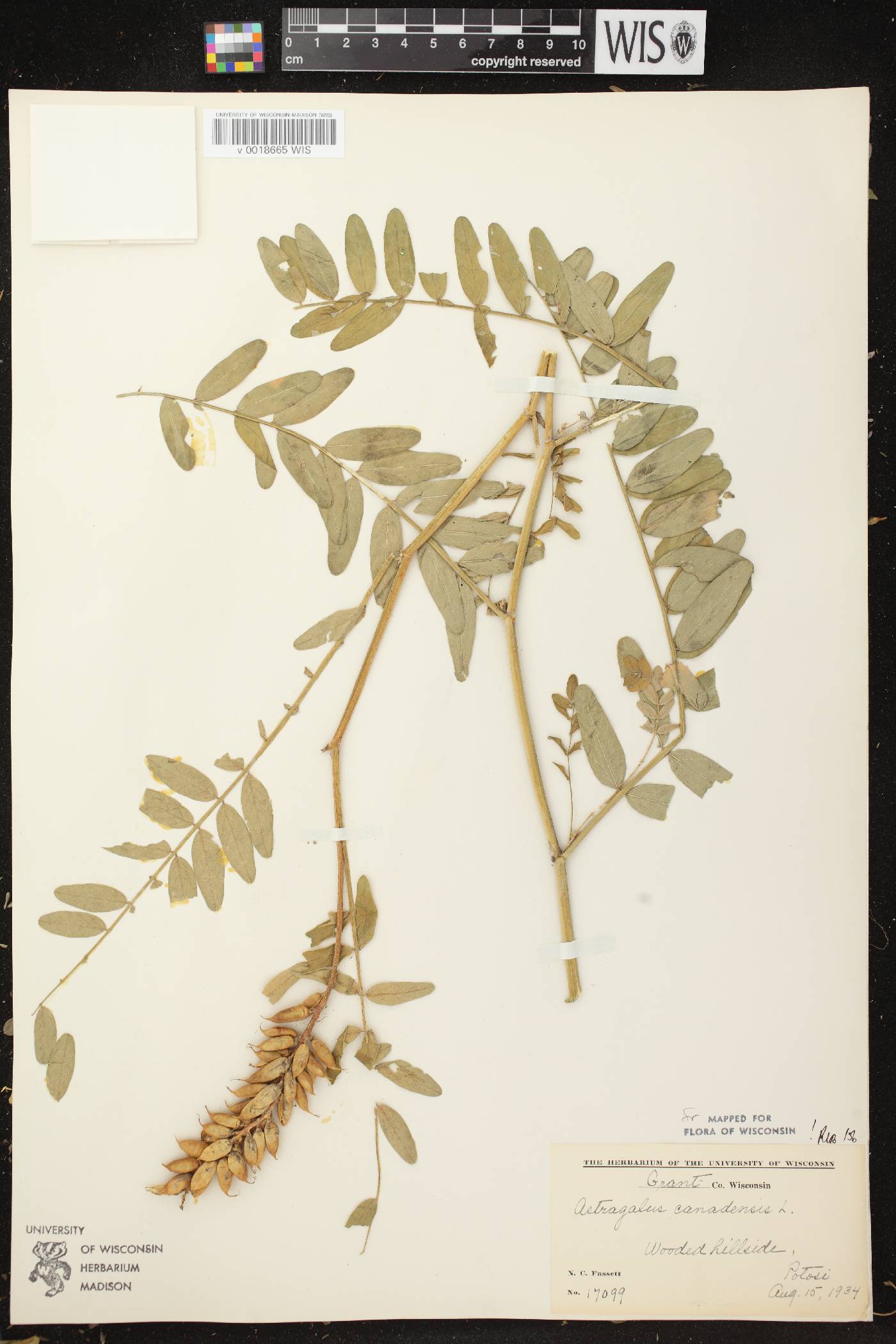 Astragalus canadensis var. canadensis image