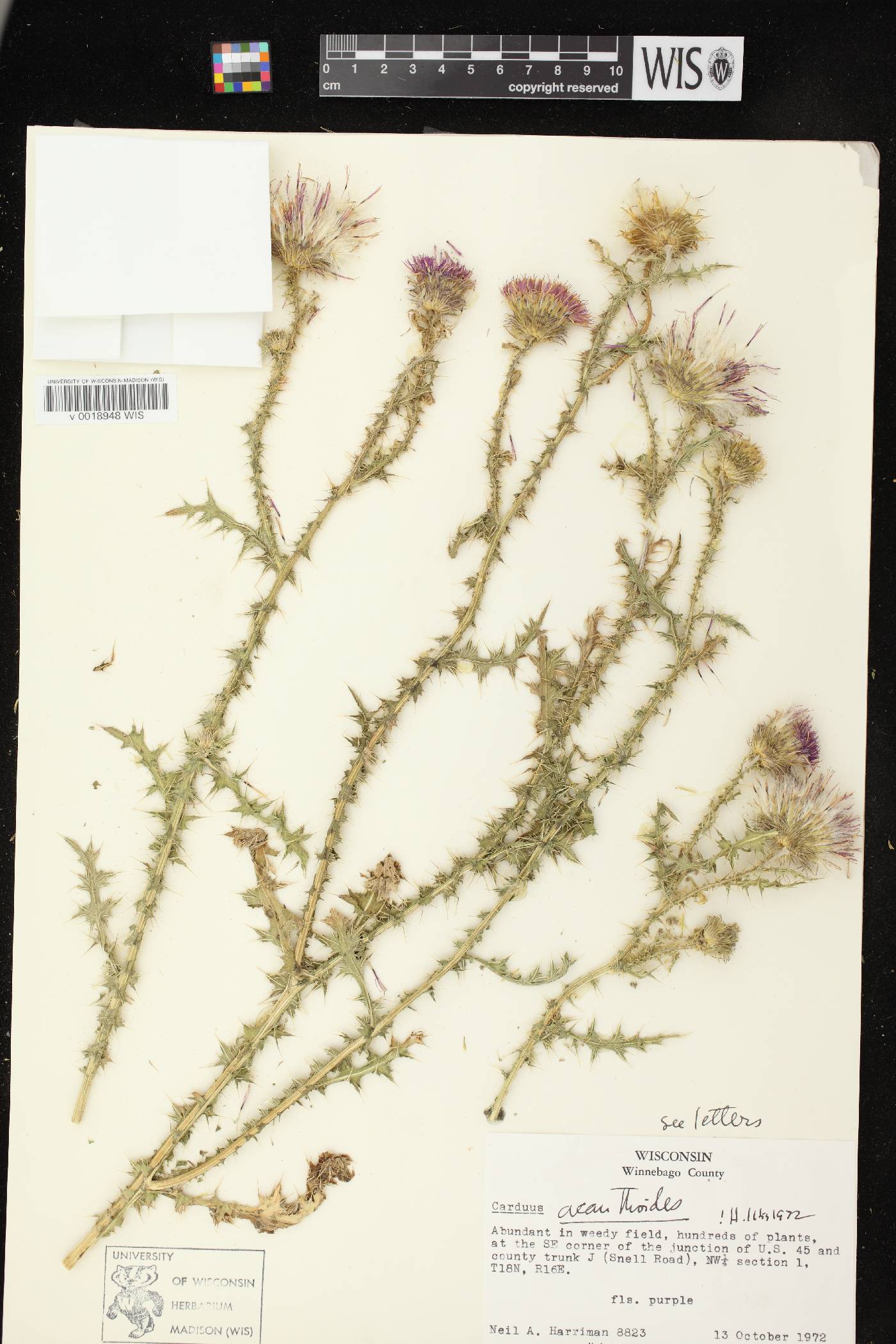 Carduus acanthoides subsp. acanthoides image
