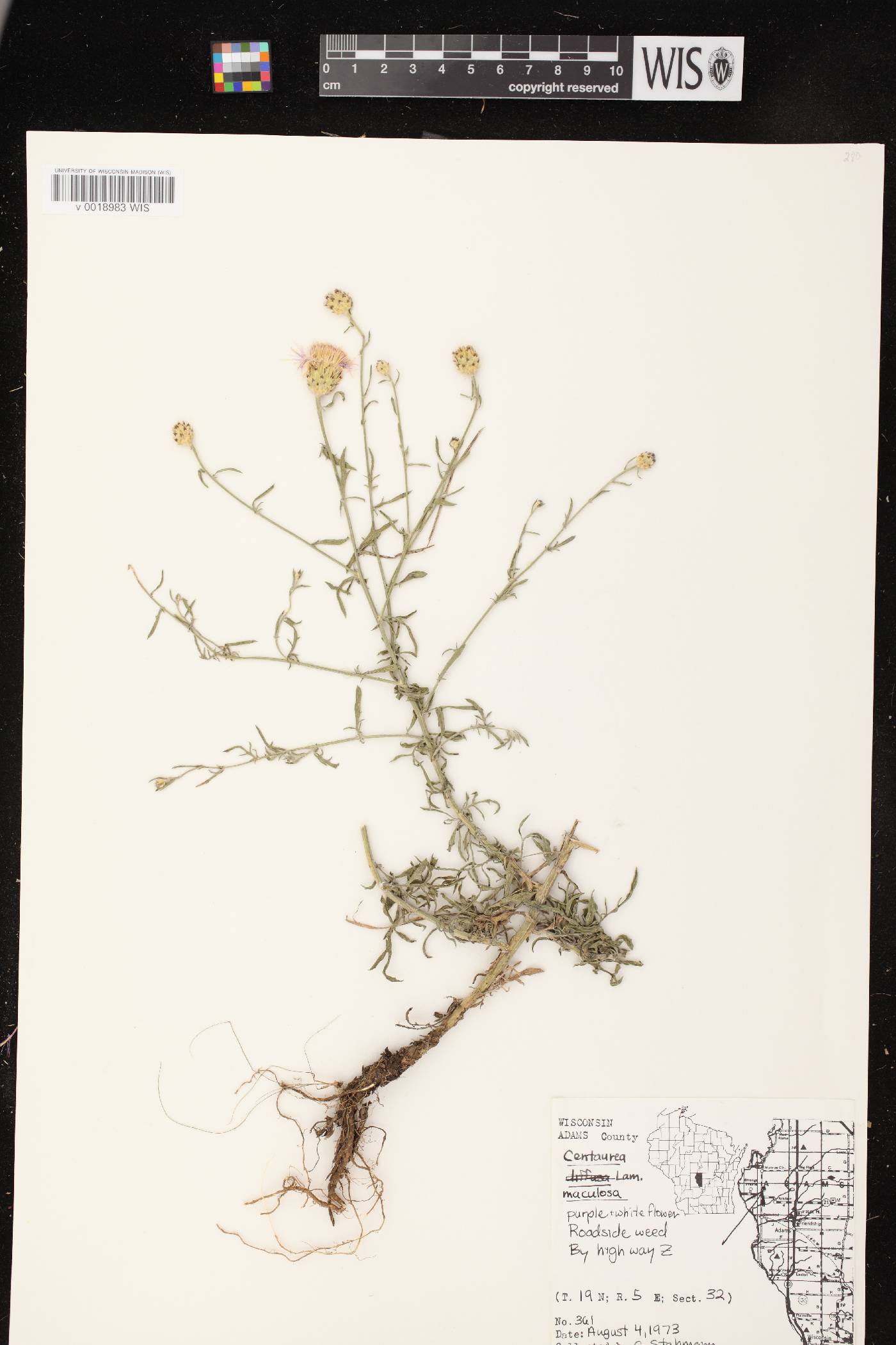 Centaurea stoebe image