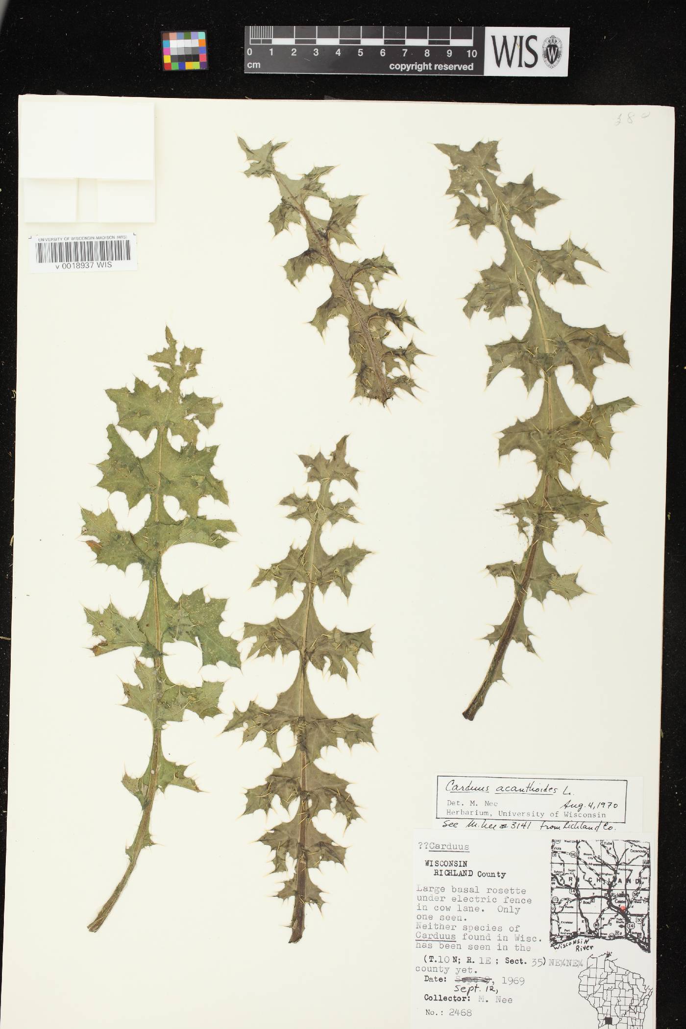 Carduus acanthoides subsp. acanthoides image