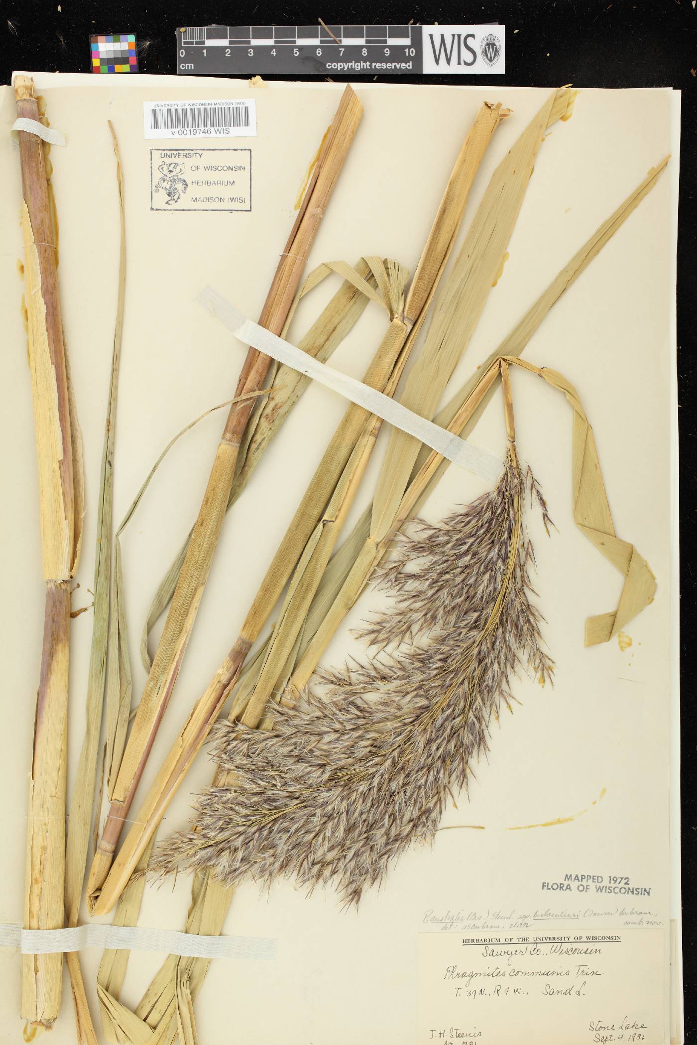 Phragmites australis image
