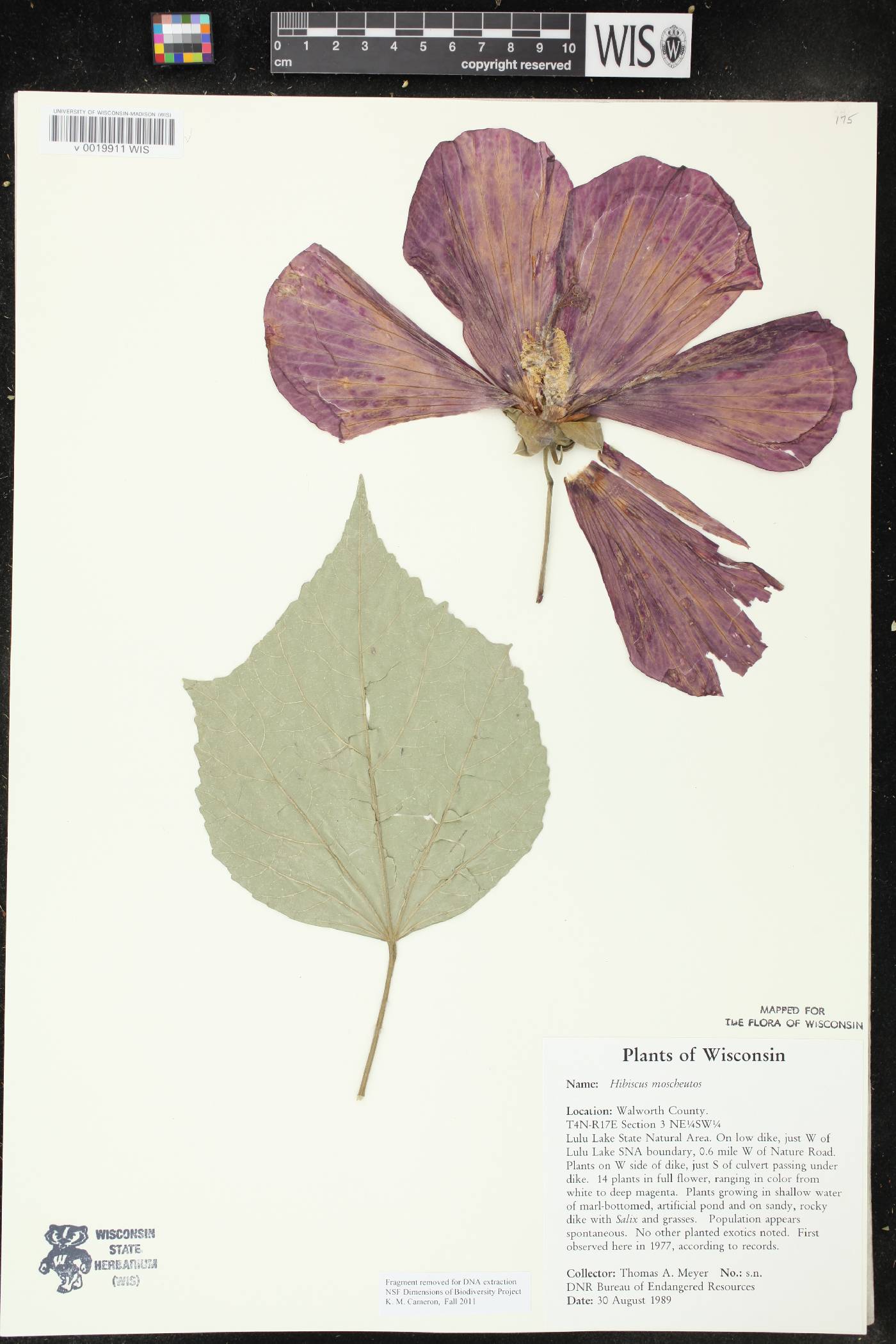 Hibiscus moscheutos image