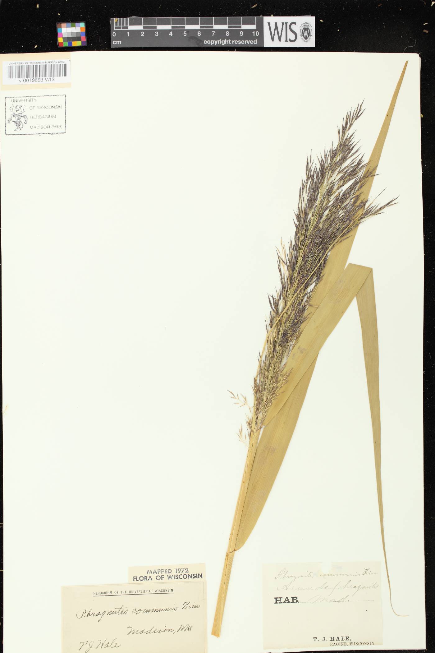 Phragmites australis image