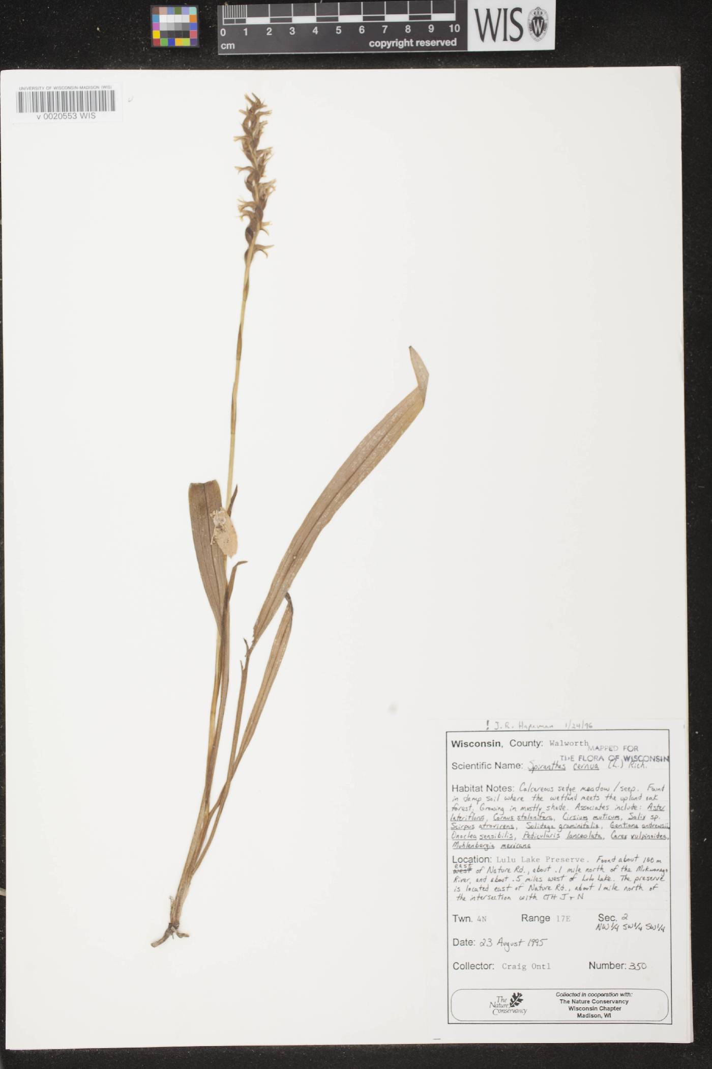 Spiranthes cernua image