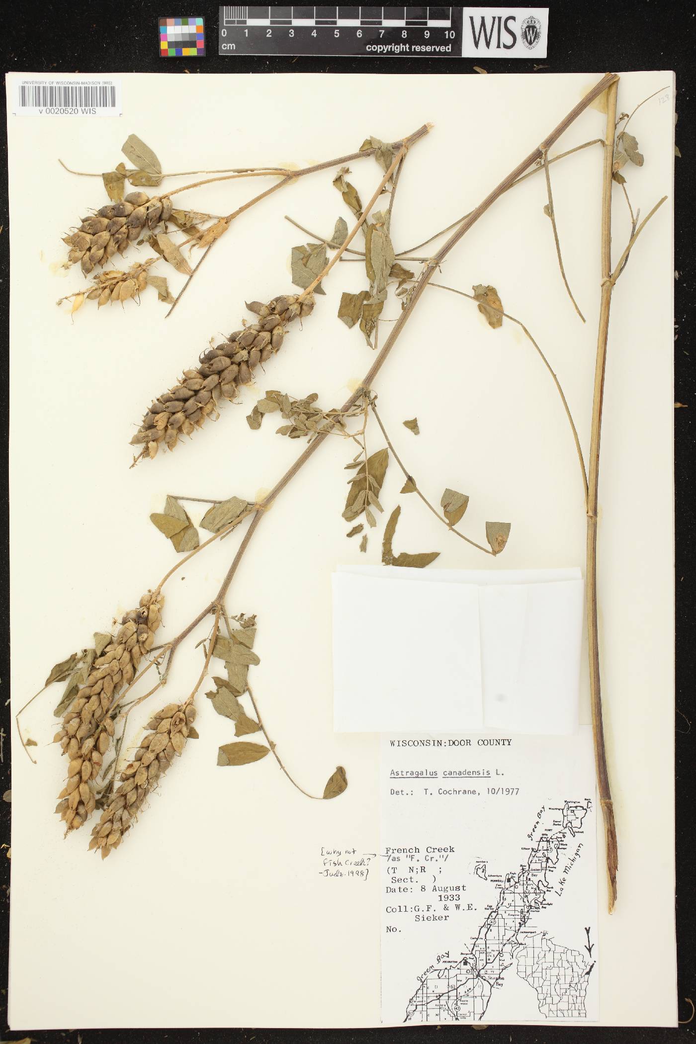 Astragalus canadensis var. canadensis image