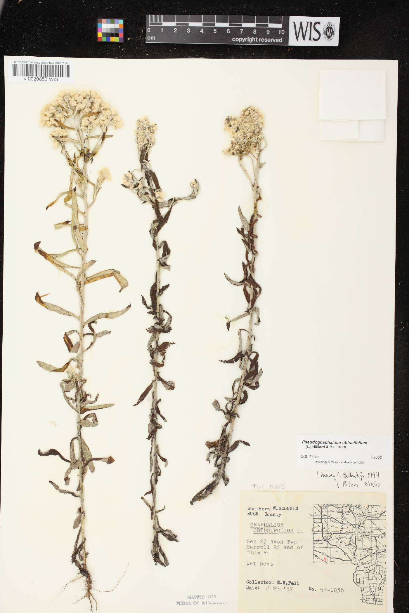 Pseudognaphalium obtusifolium image