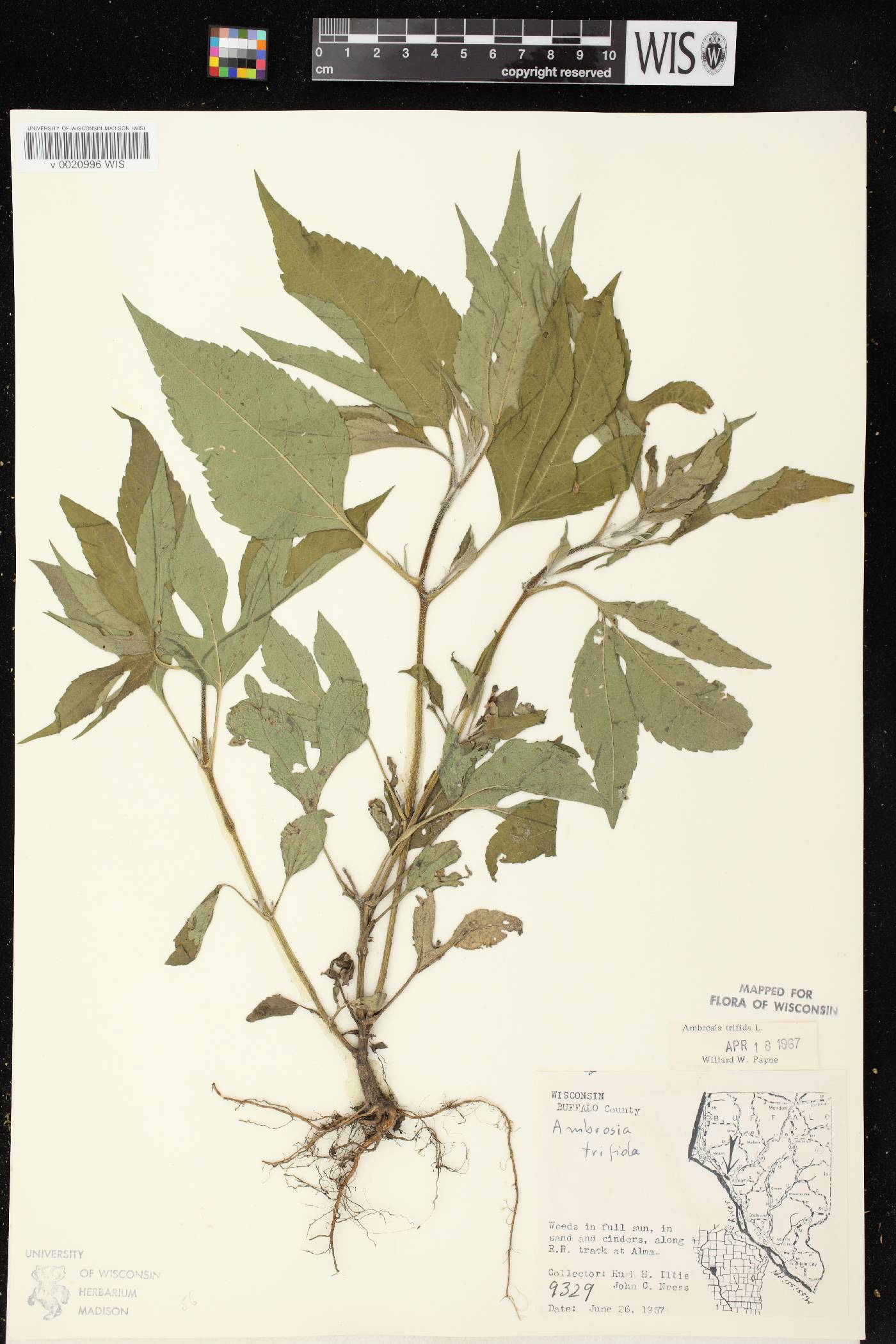 Ambrosia trifida image