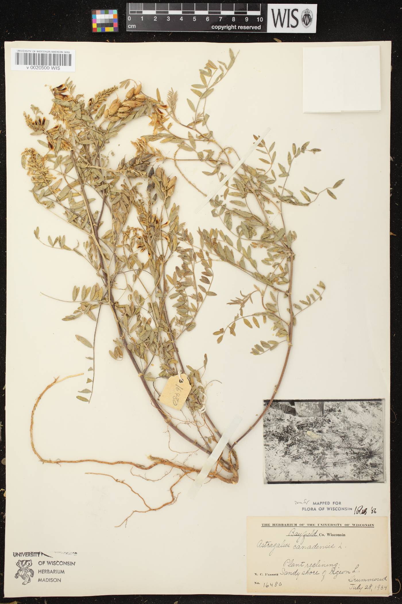 Astragalus canadensis var. canadensis image