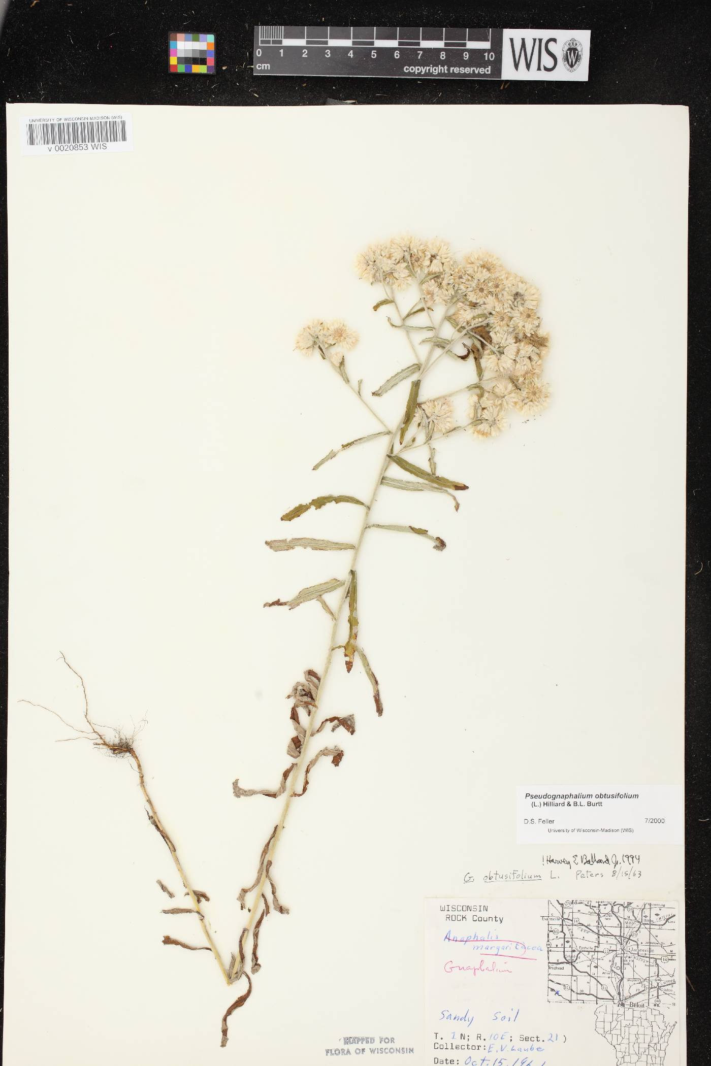 Pseudognaphalium obtusifolium image