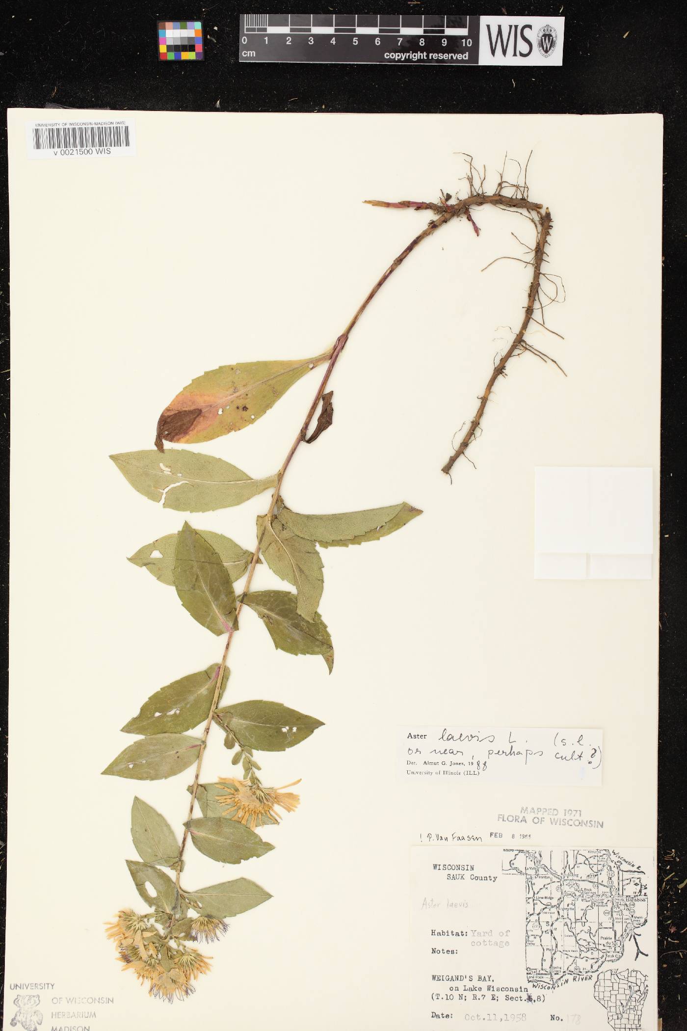 Symphyotrichum laeve image
