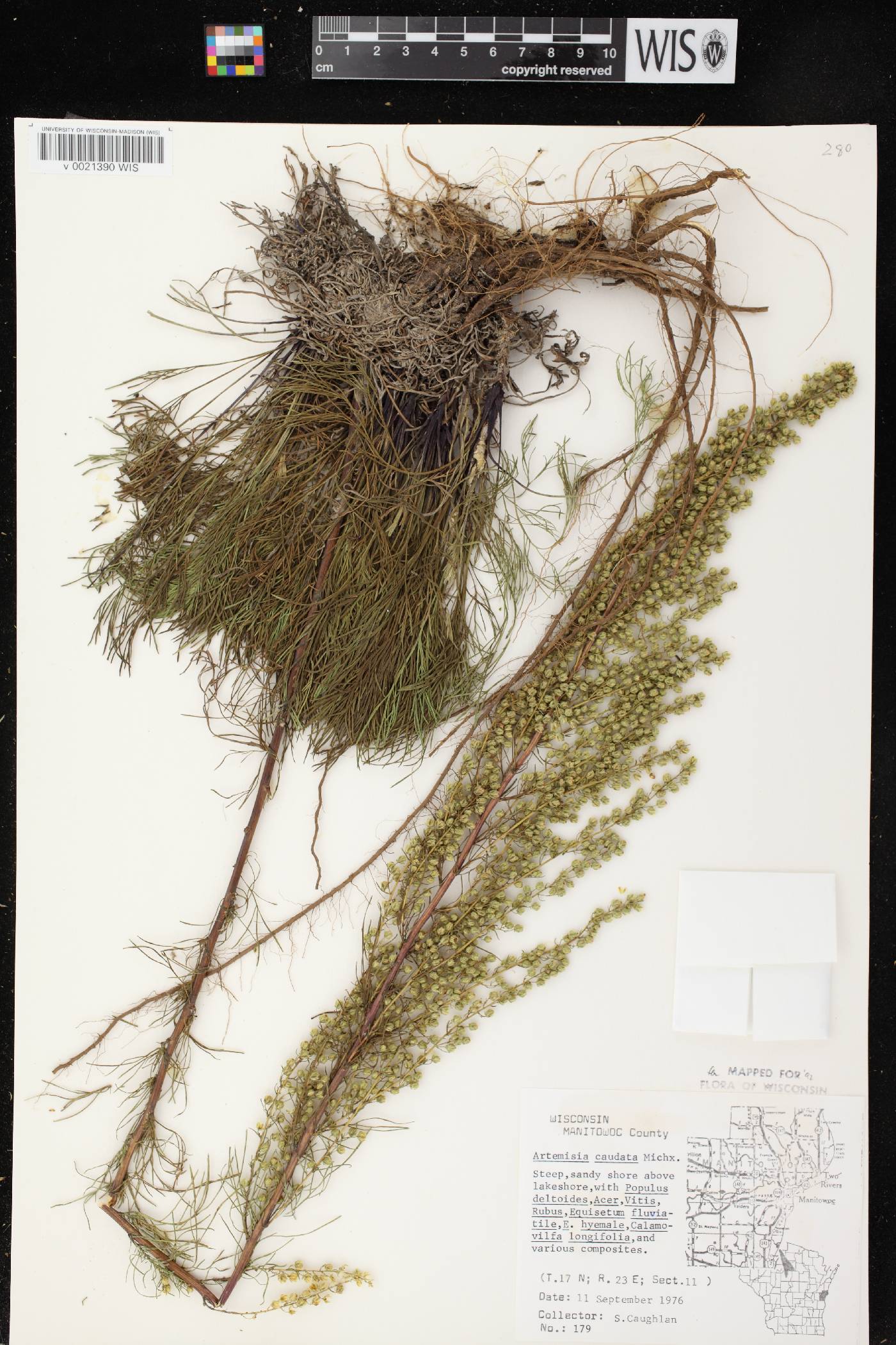 Artemisia campestris image