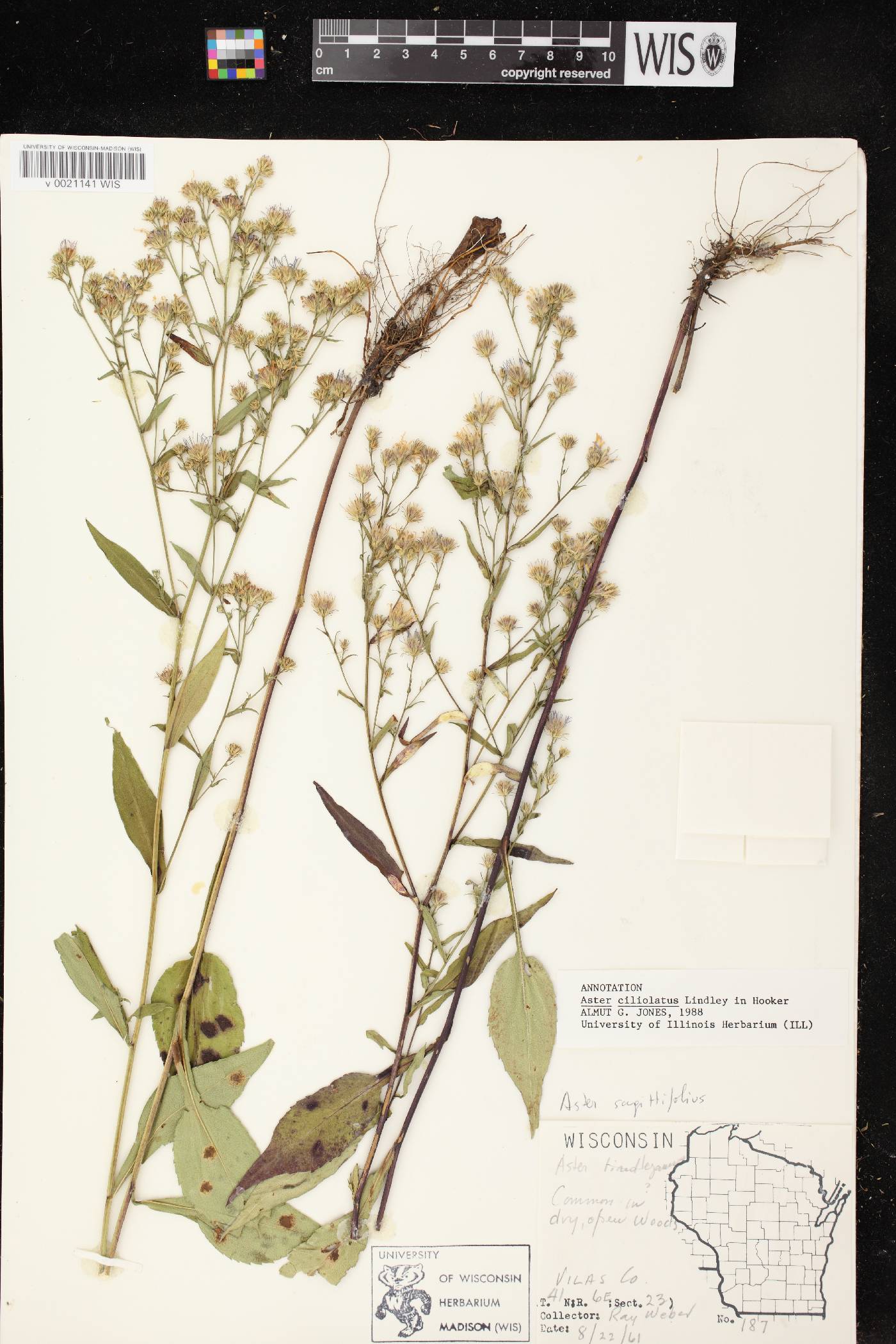 Symphyotrichum ciliolatum image