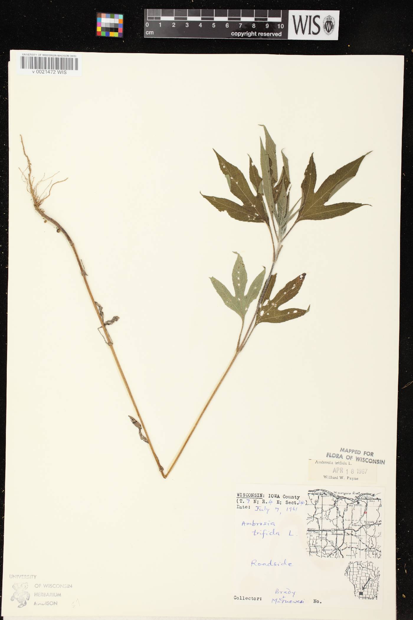 Ambrosia trifida image