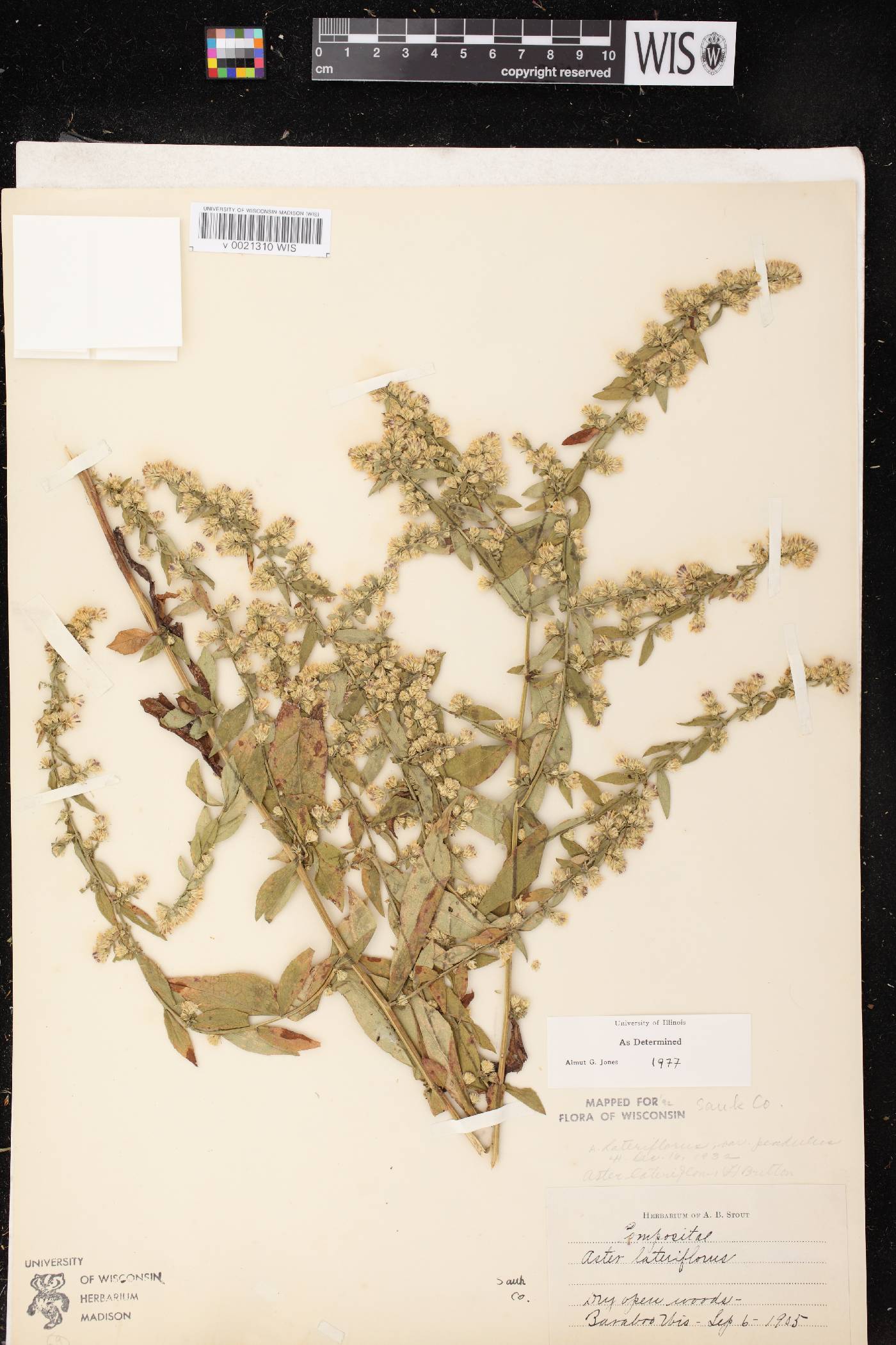 Symphyotrichum lateriflorum image