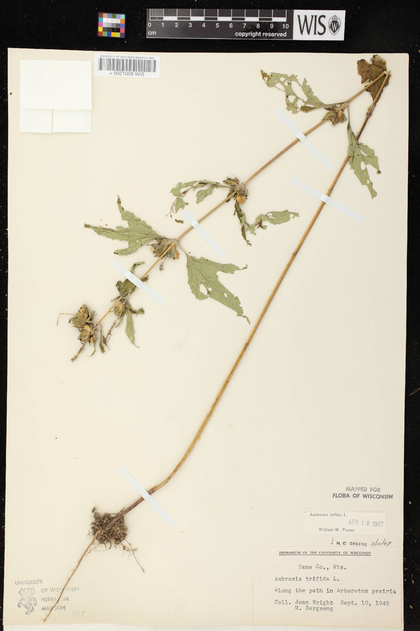 Ambrosia trifida image