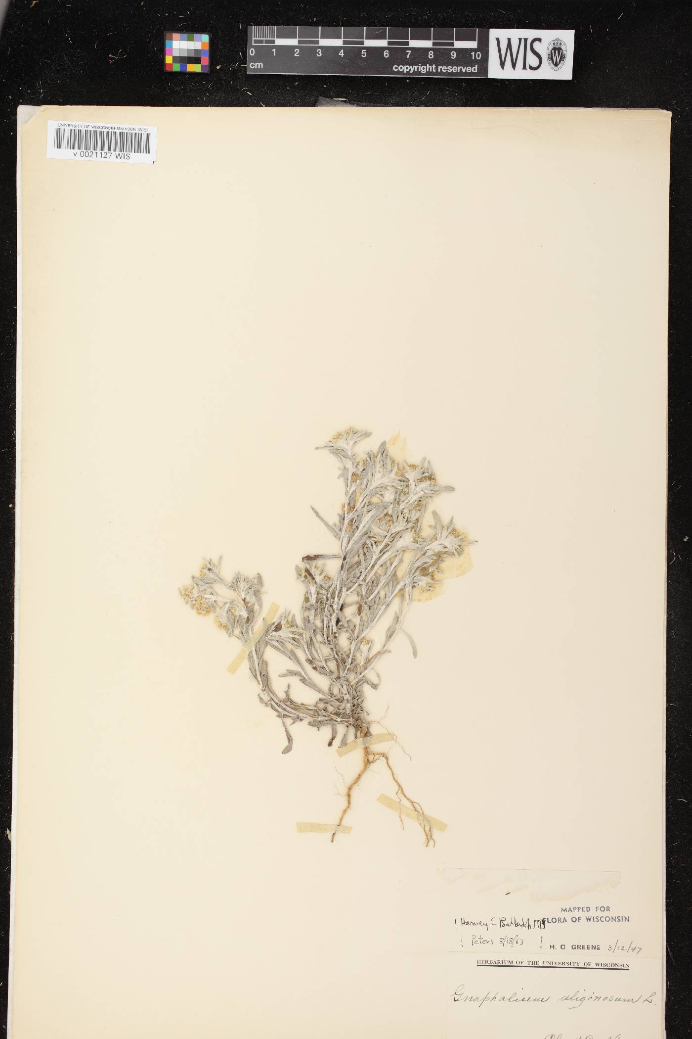 Gnaphalium uliginosum image