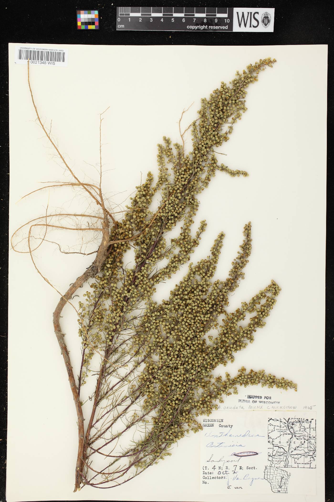 Artemisia campestris image