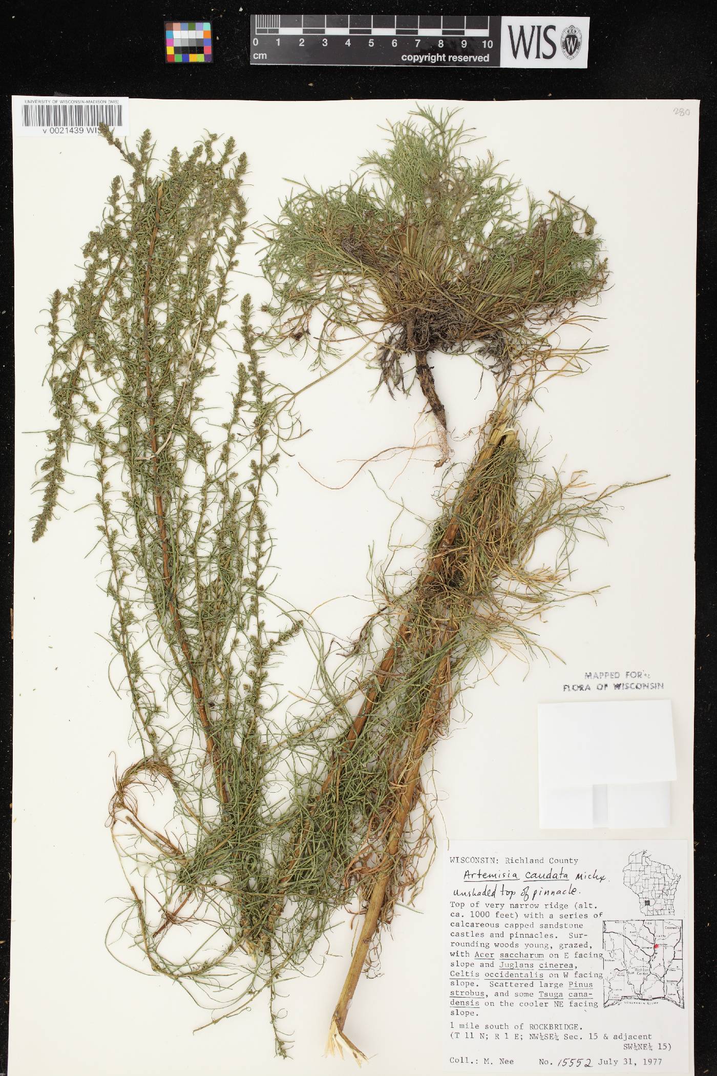 Artemisia campestris image