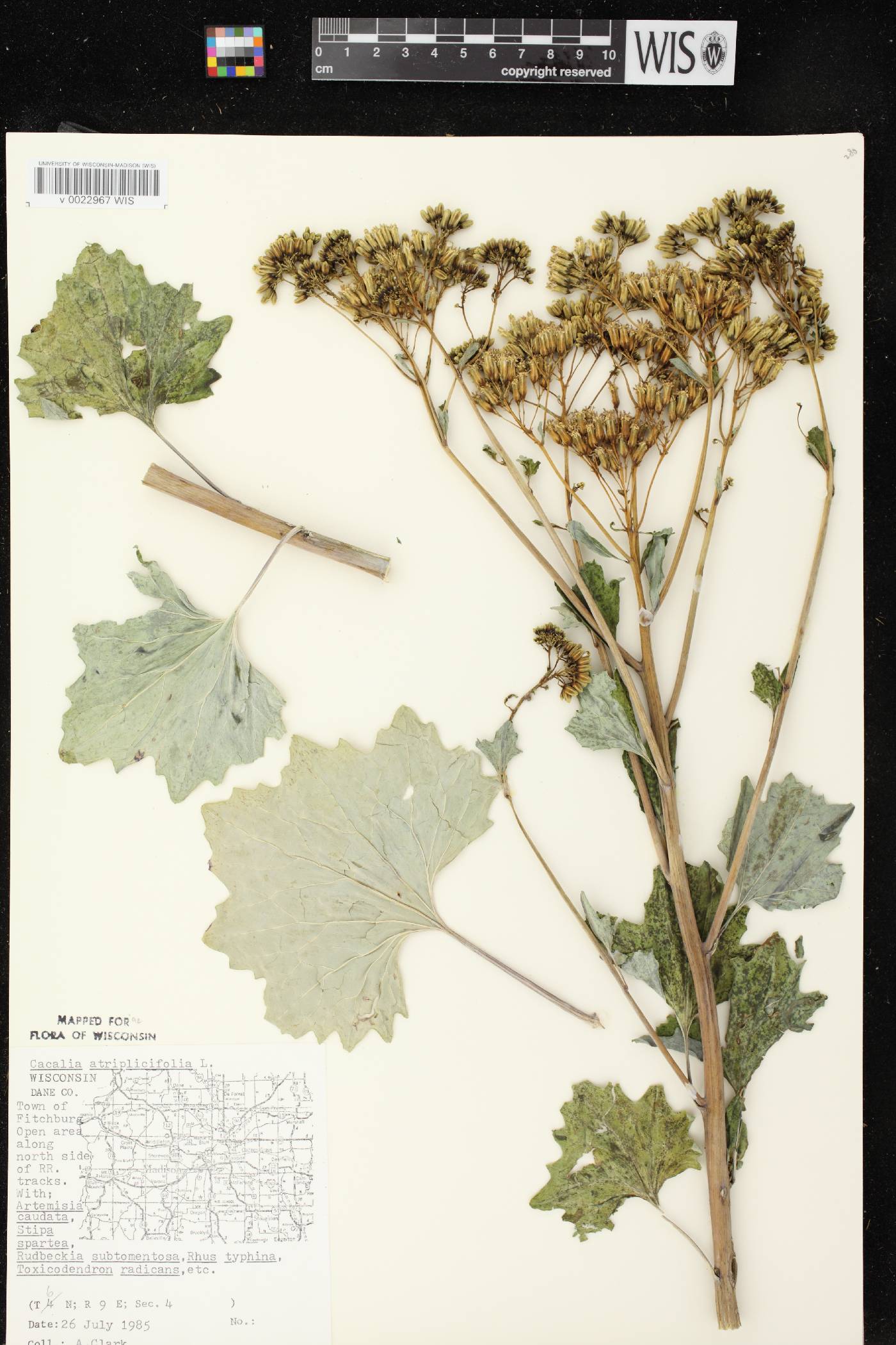 Arnoglossum atriplicifolium image
