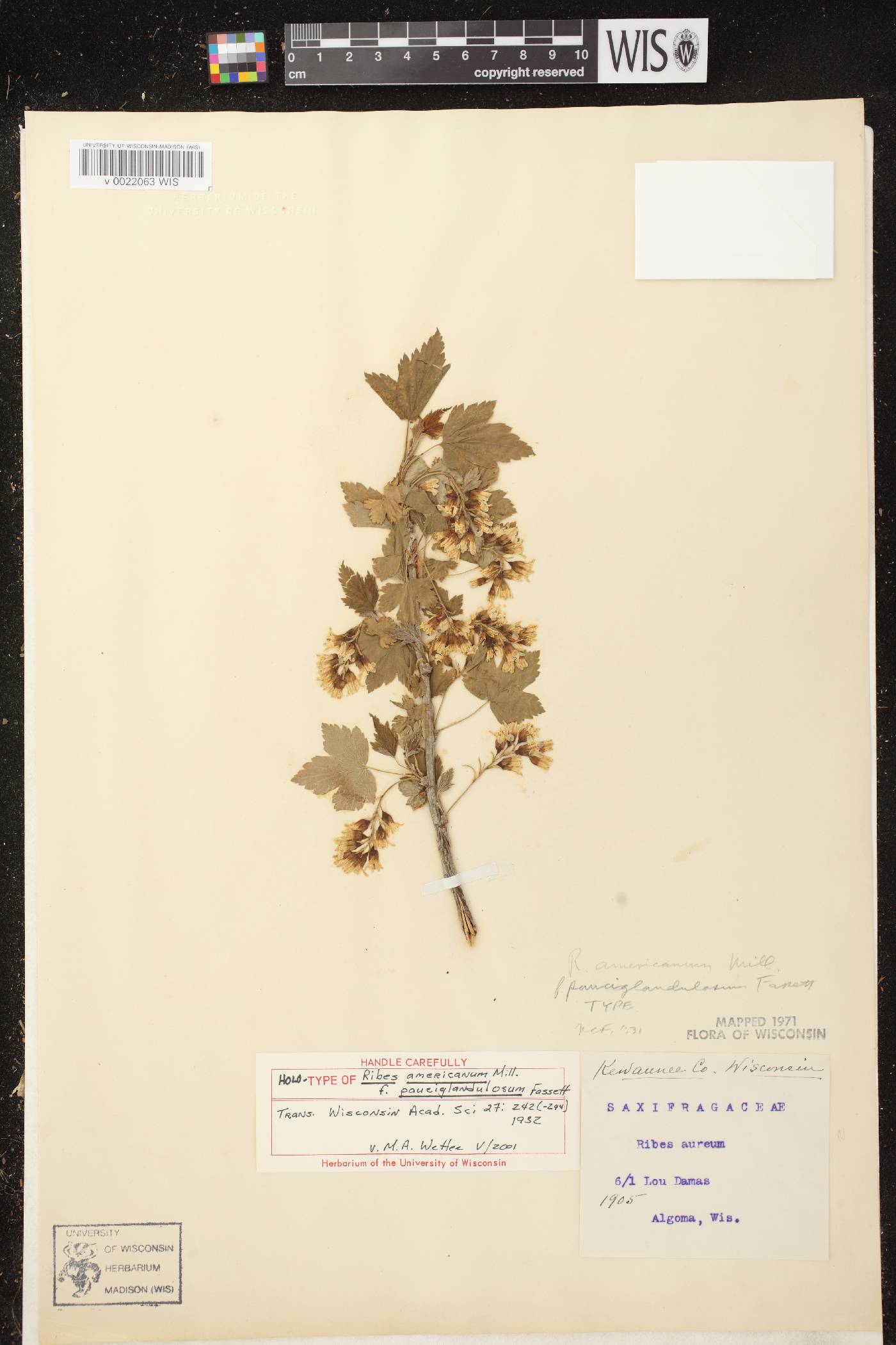 Ribes americanum image