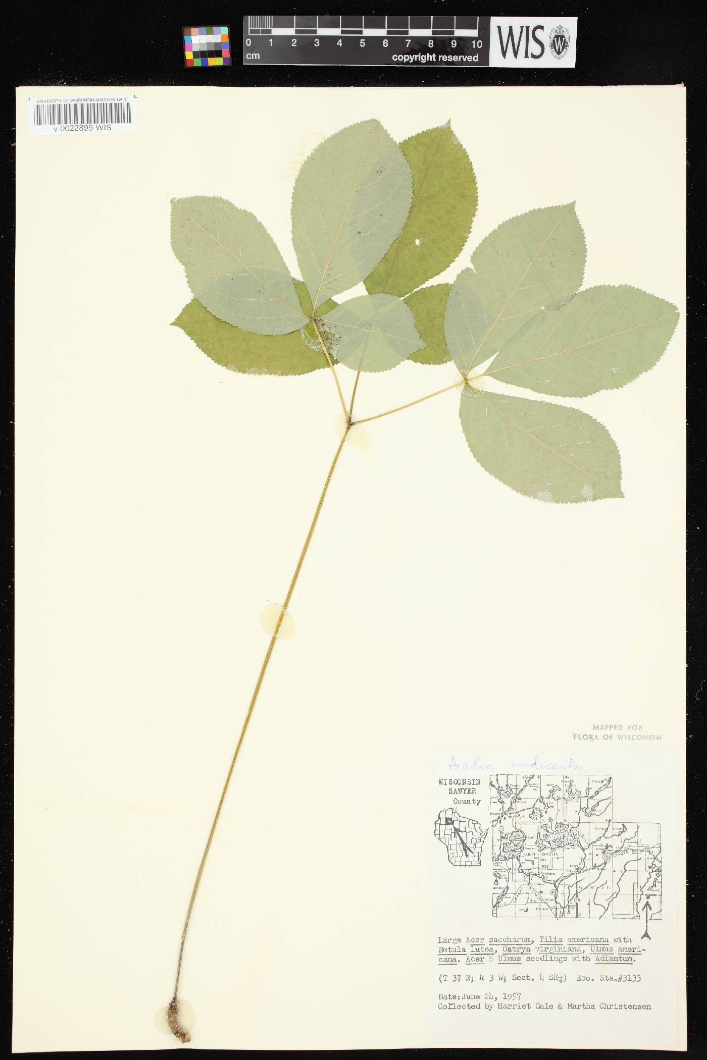 Aralia nudicaulis image