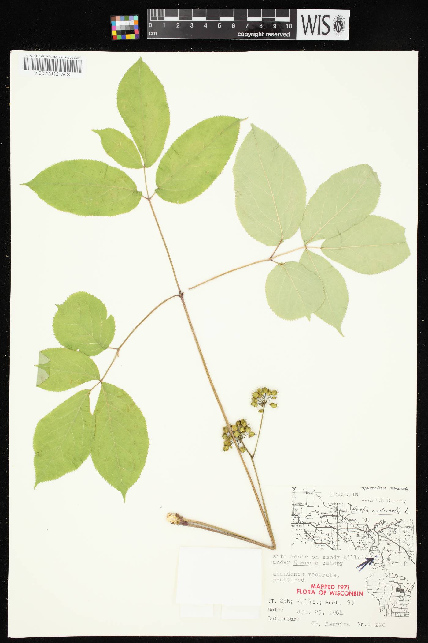 Aralia nudicaulis image