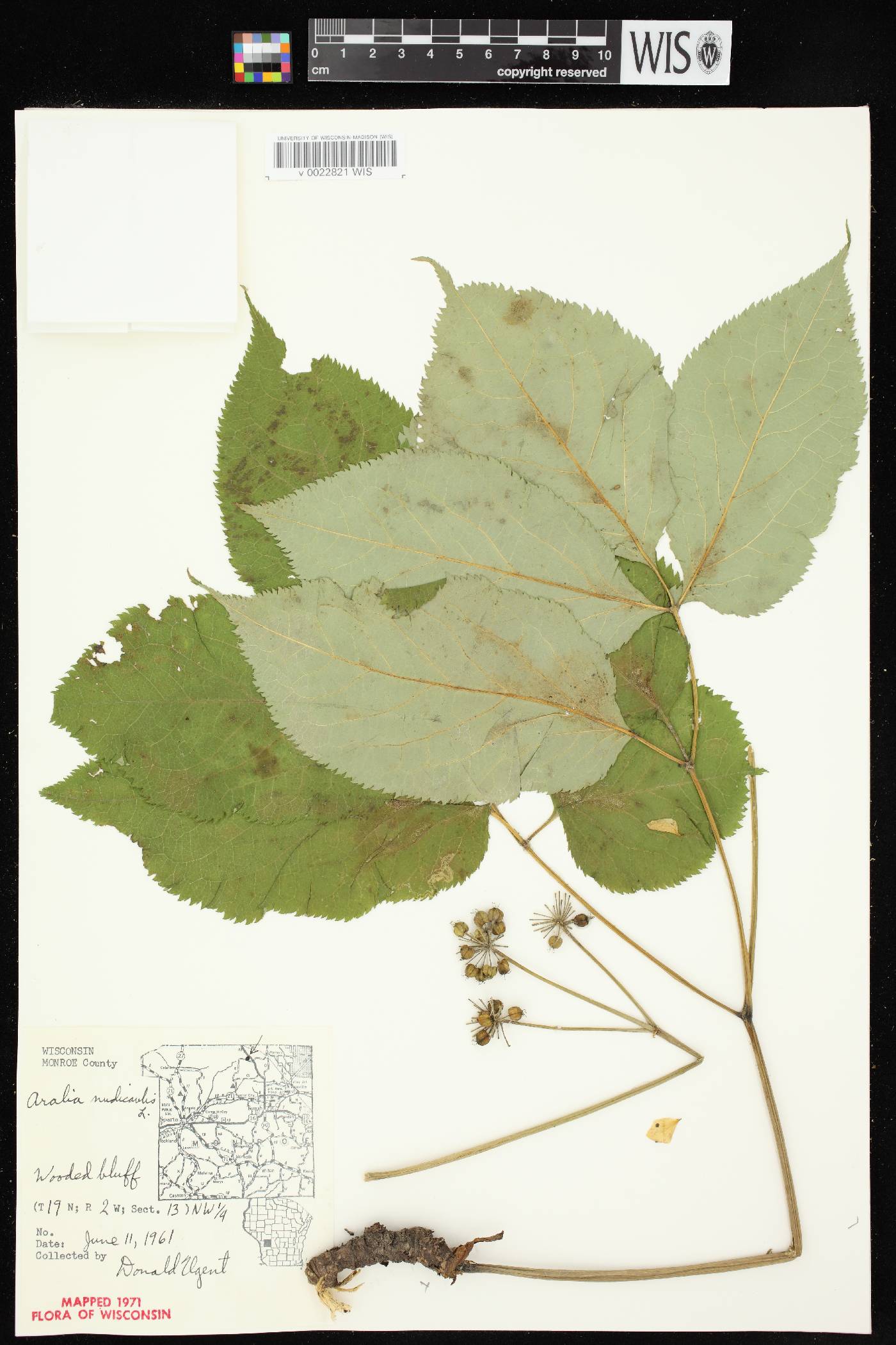 Aralia nudicaulis image