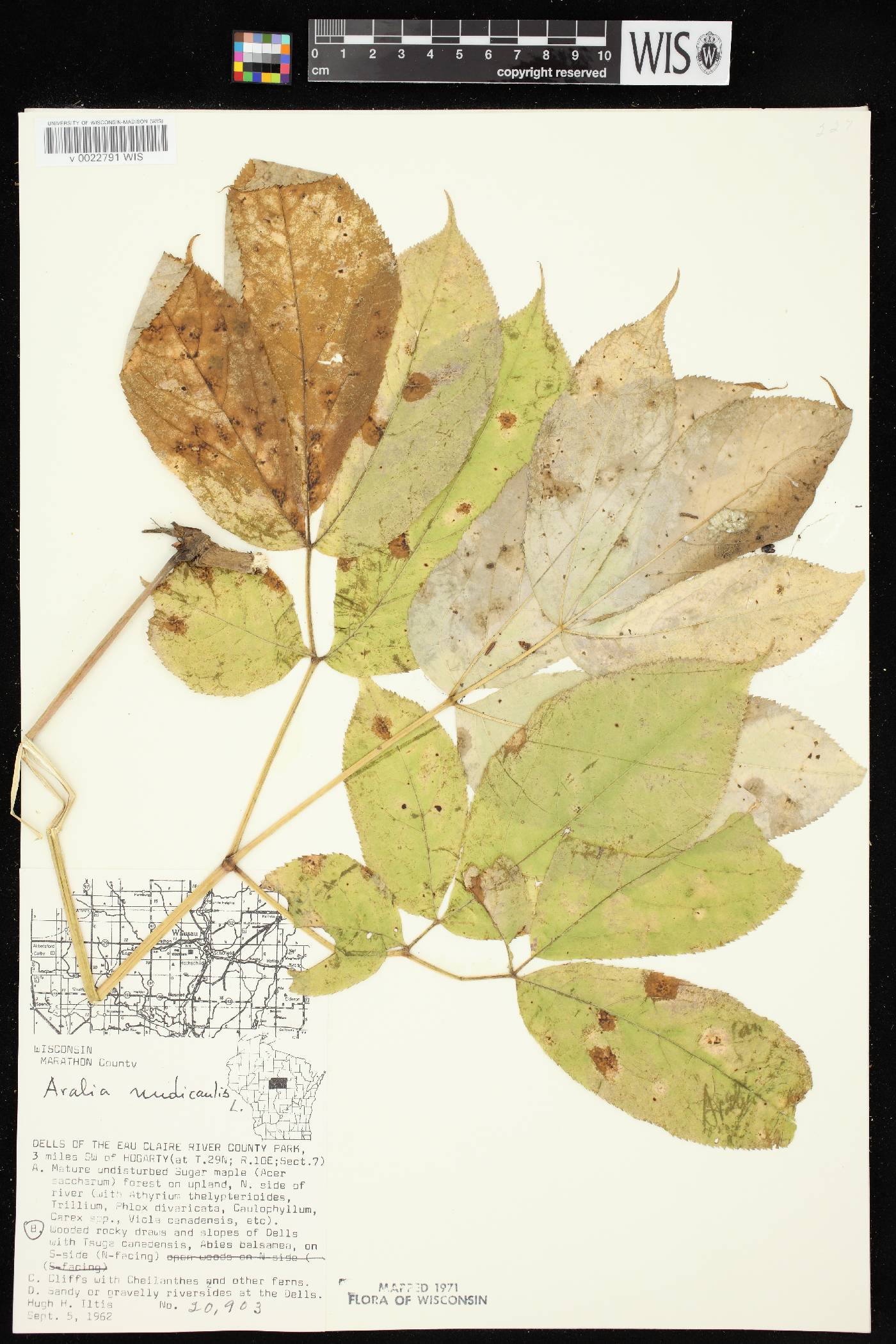 Aralia nudicaulis image
