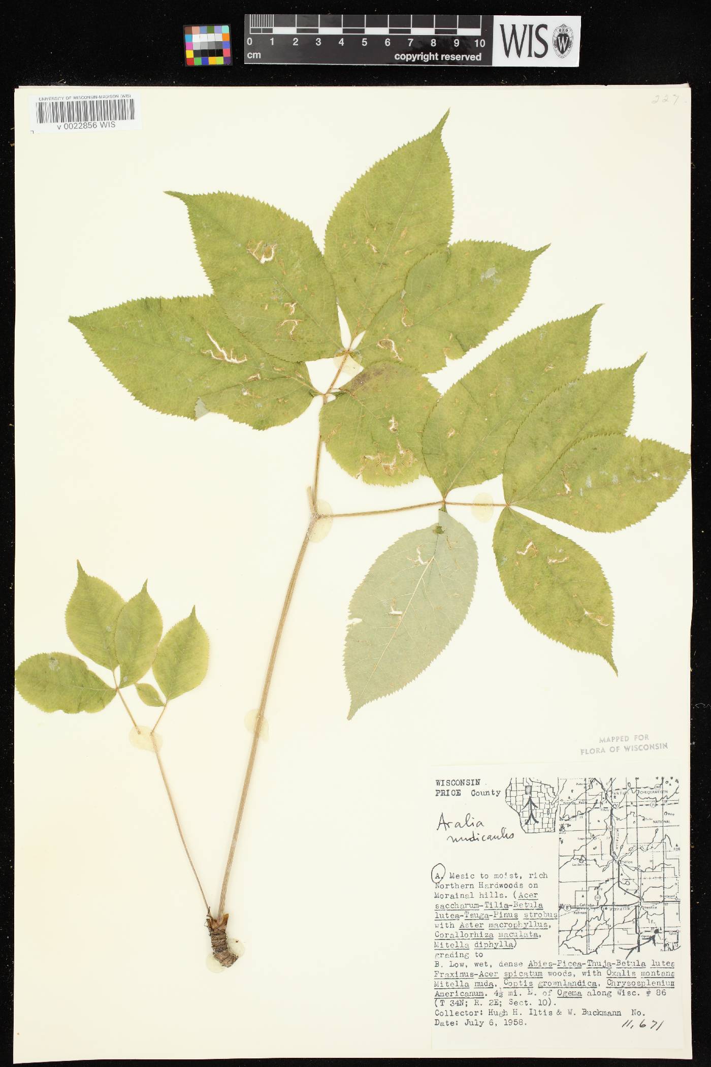 Aralia nudicaulis image