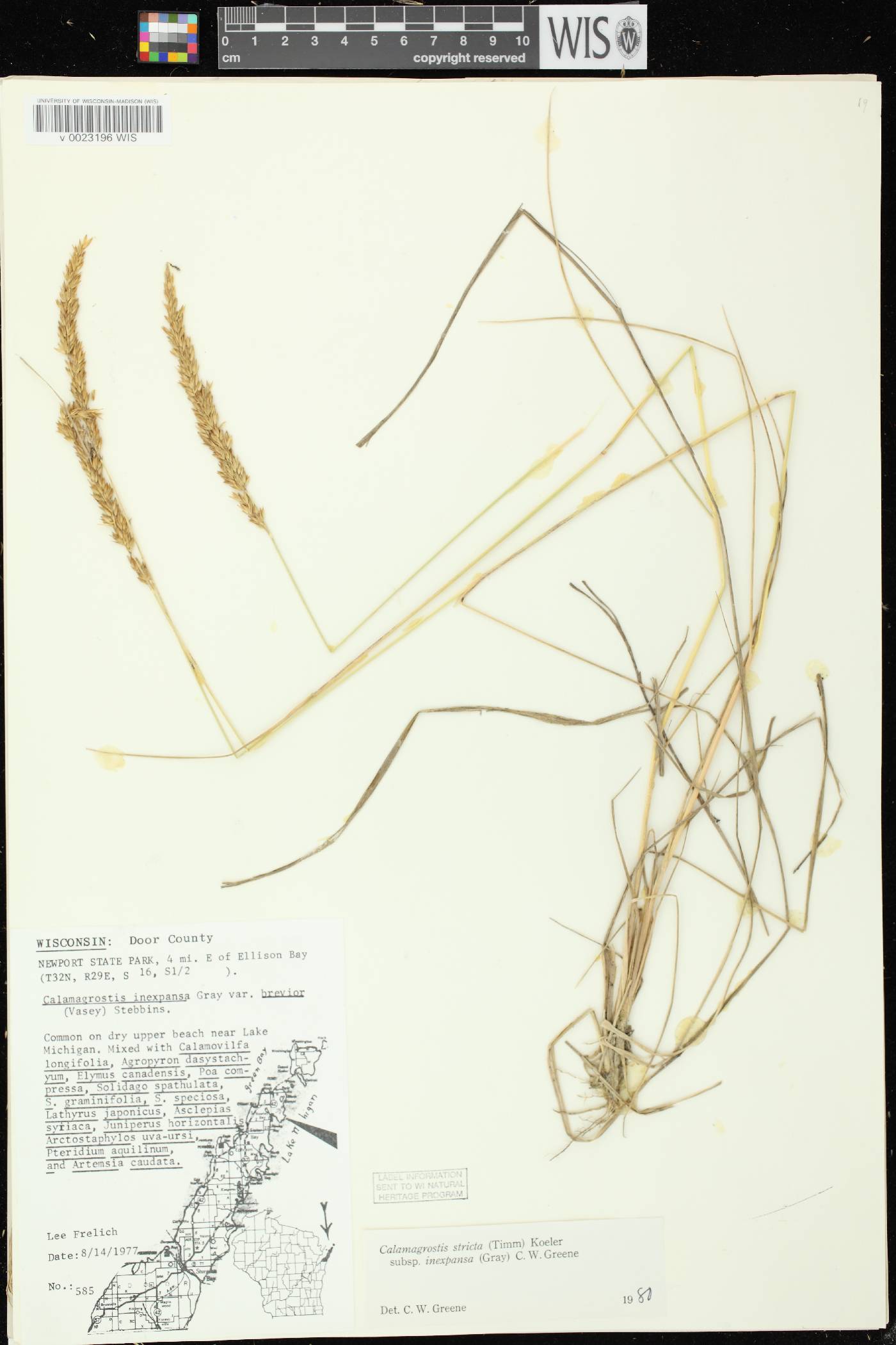 Calamagrostis stricta image