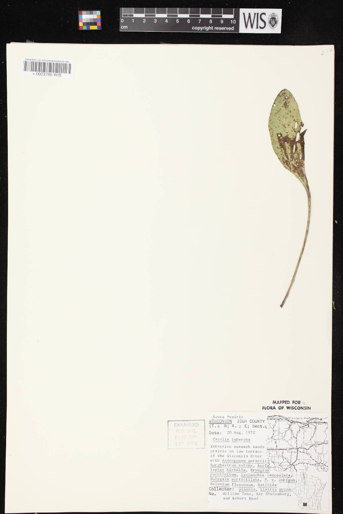 Arnoglossum plantagineum image