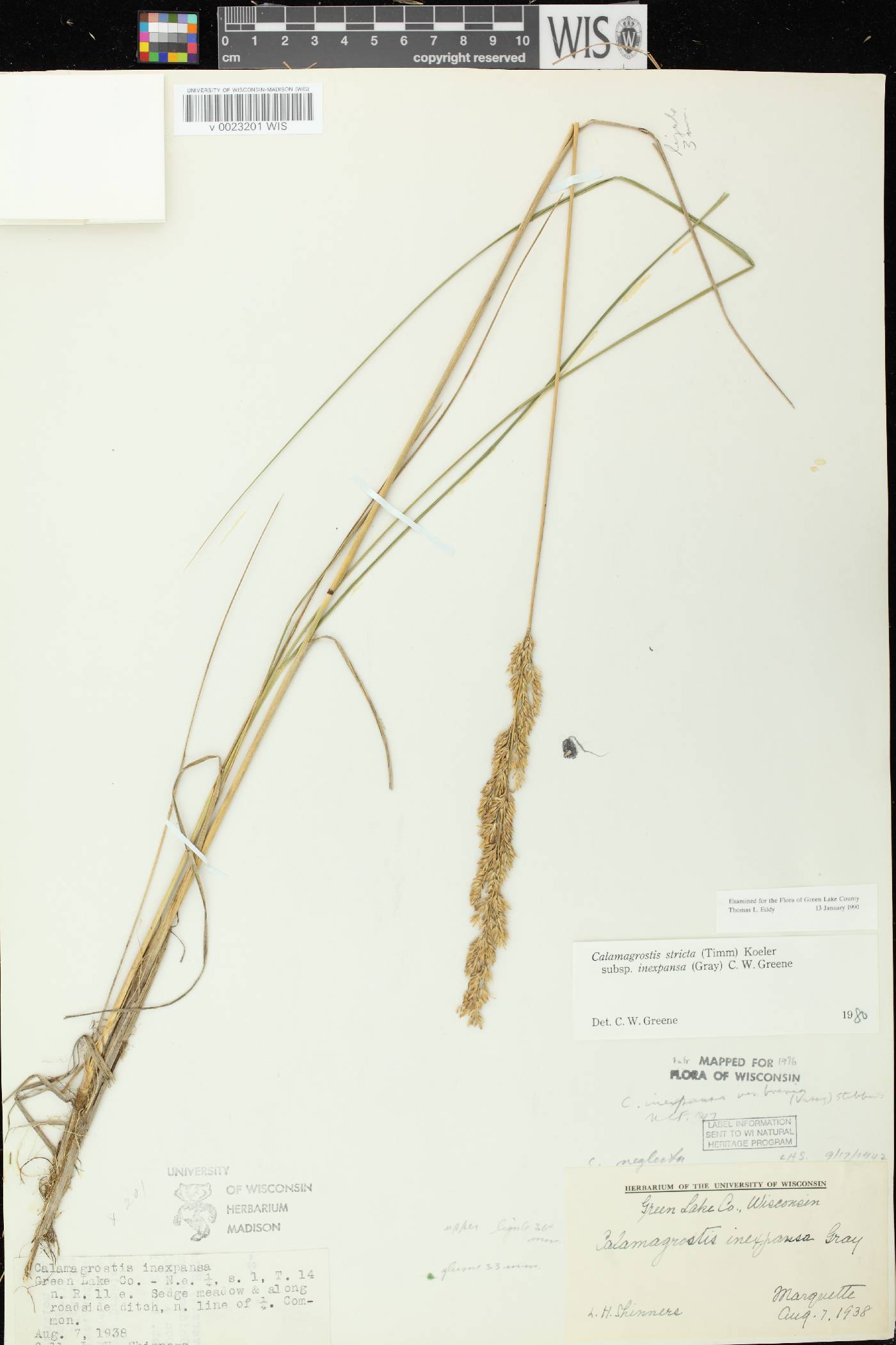 Calamagrostis stricta image
