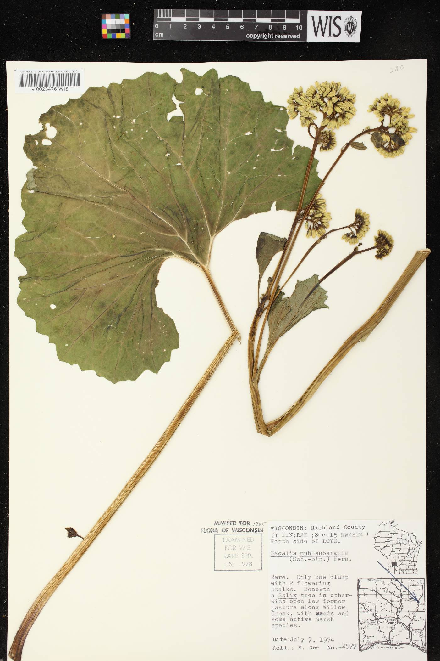 Arnoglossum reniforme image