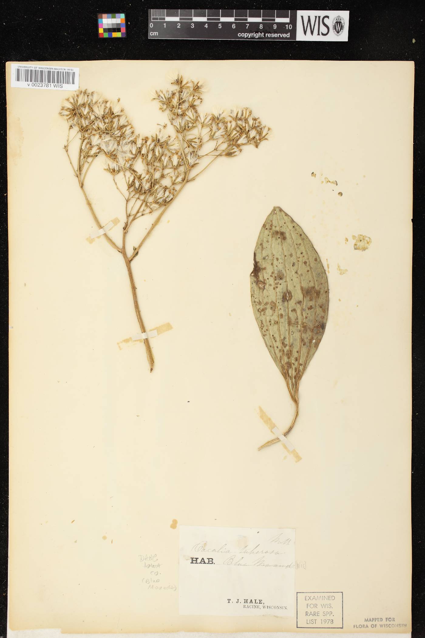 Arnoglossum plantagineum image