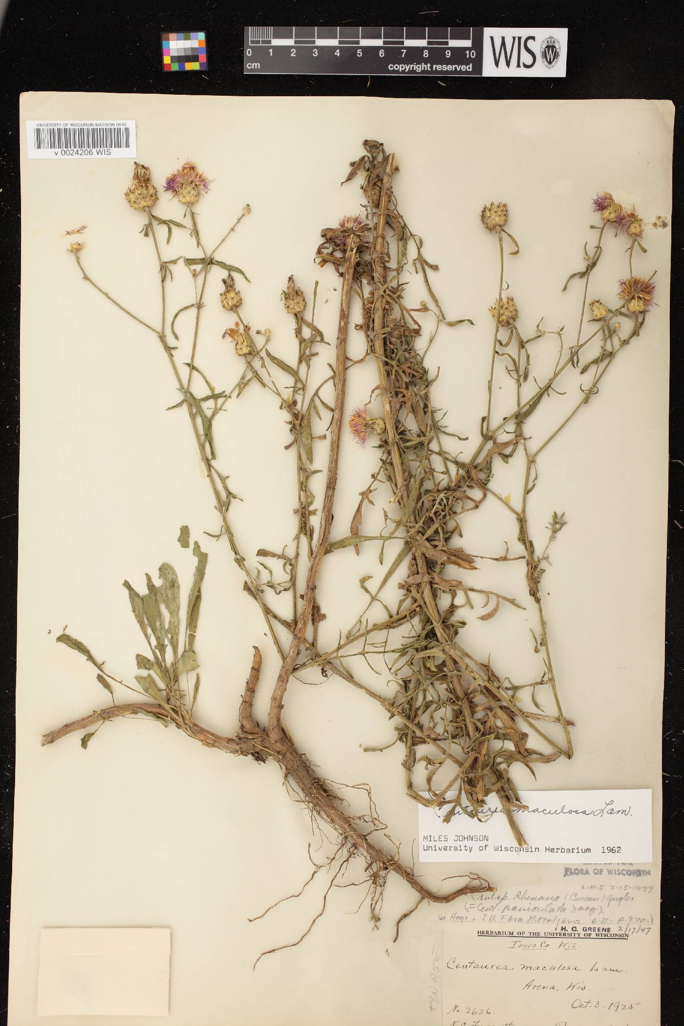 Centaurea stoebe subsp. micranthos image