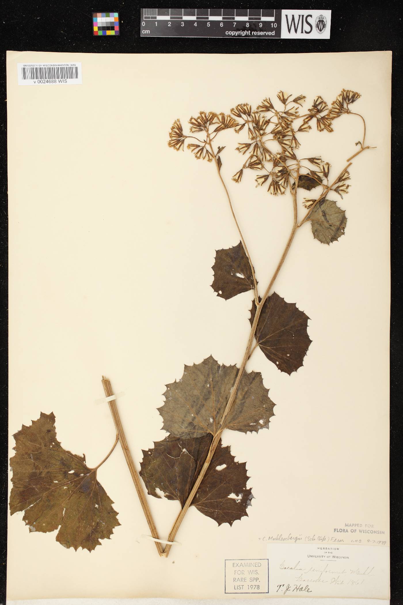 Arnoglossum reniforme image