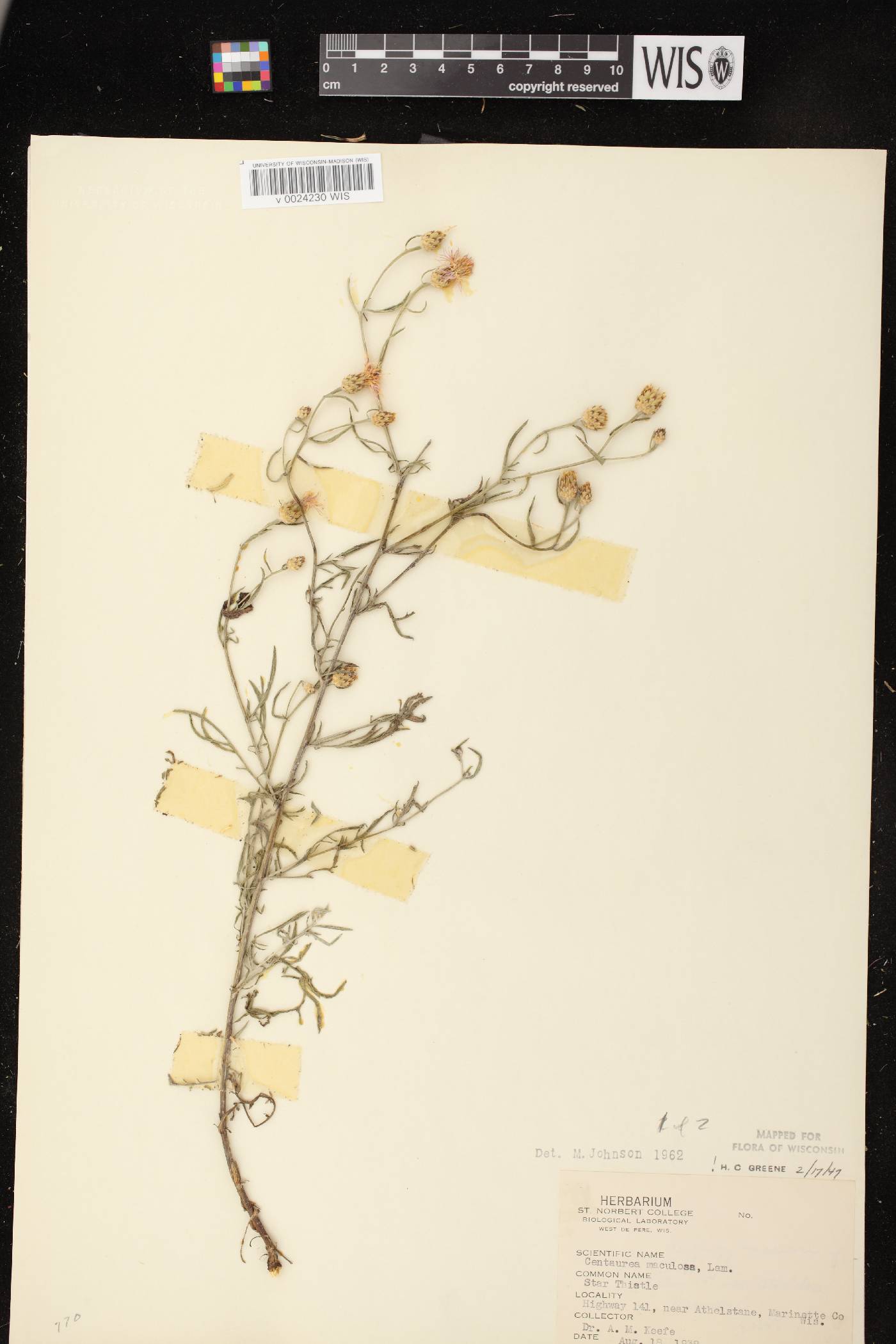 Centaurea stoebe subsp. micranthos image