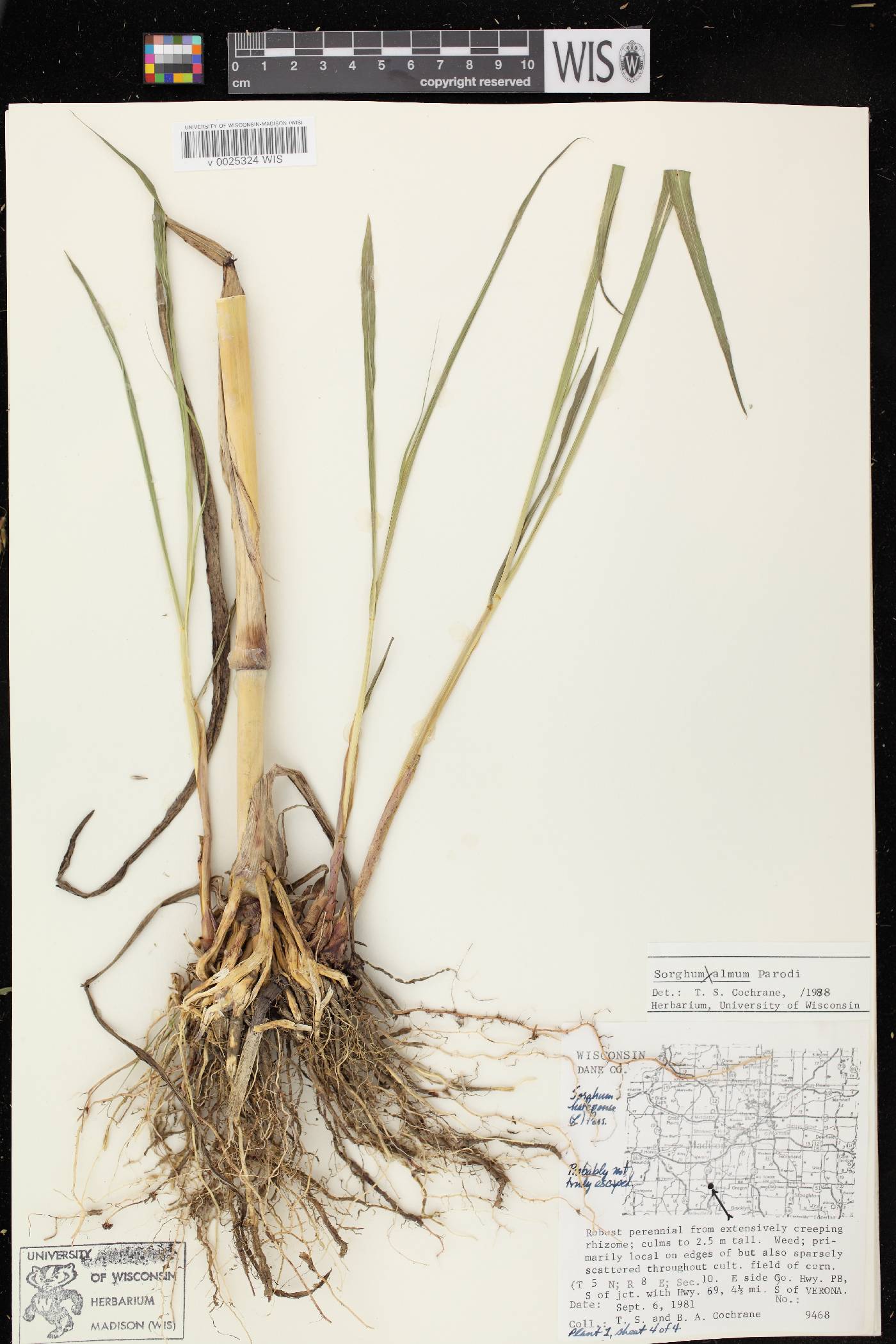 Sorghum X almum image