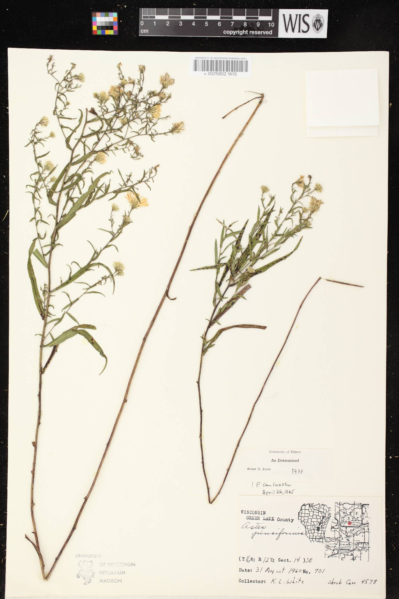 Symphyotrichum boreale image