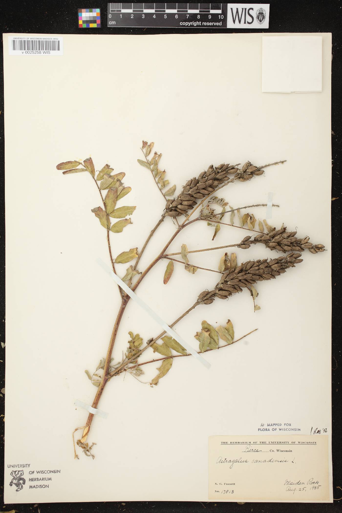 Astragalus canadensis var. canadensis image
