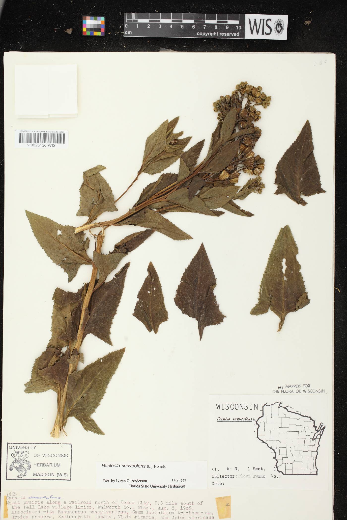 Hasteola suaveolens image