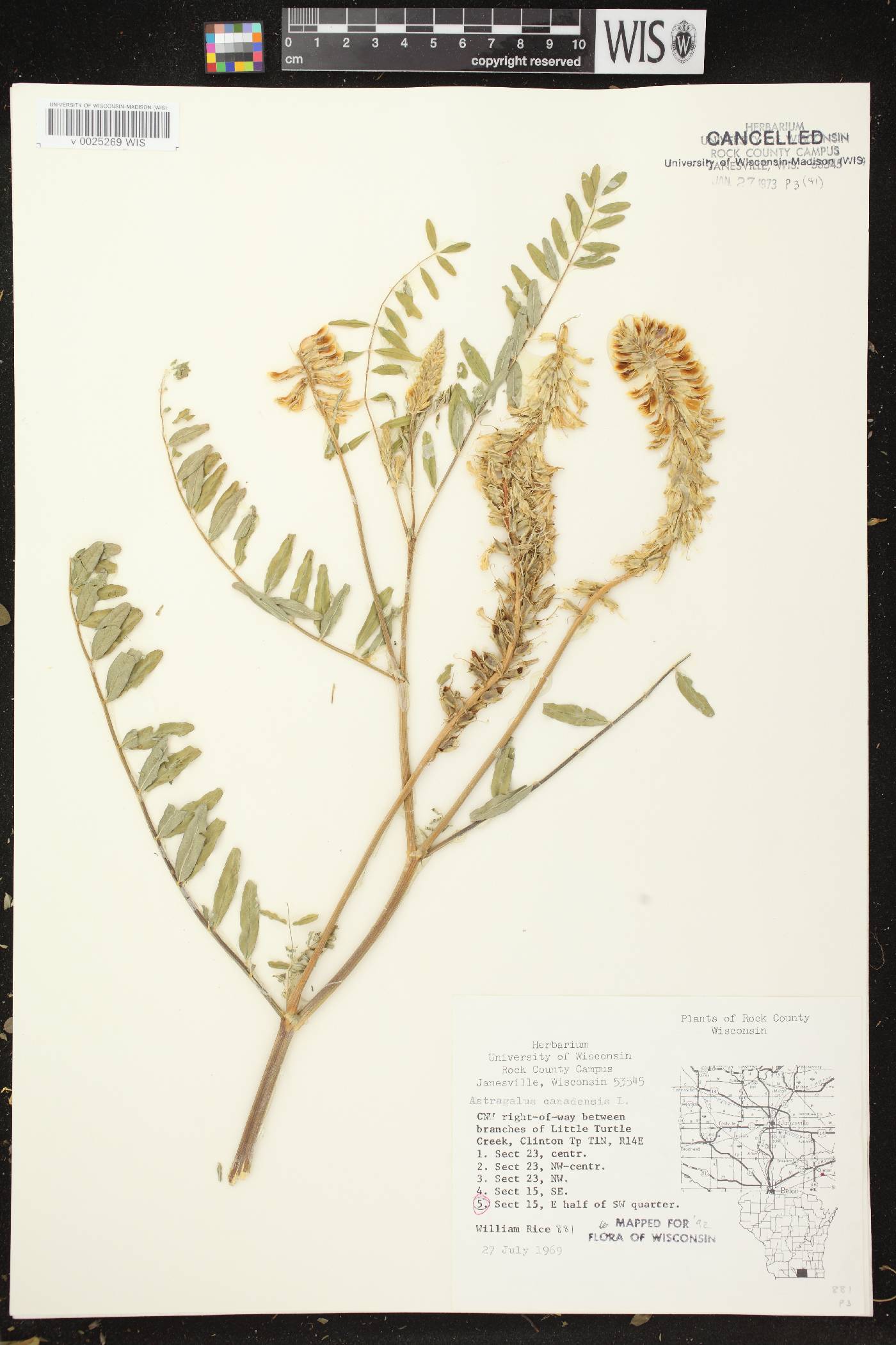 Astragalus canadensis var. canadensis image