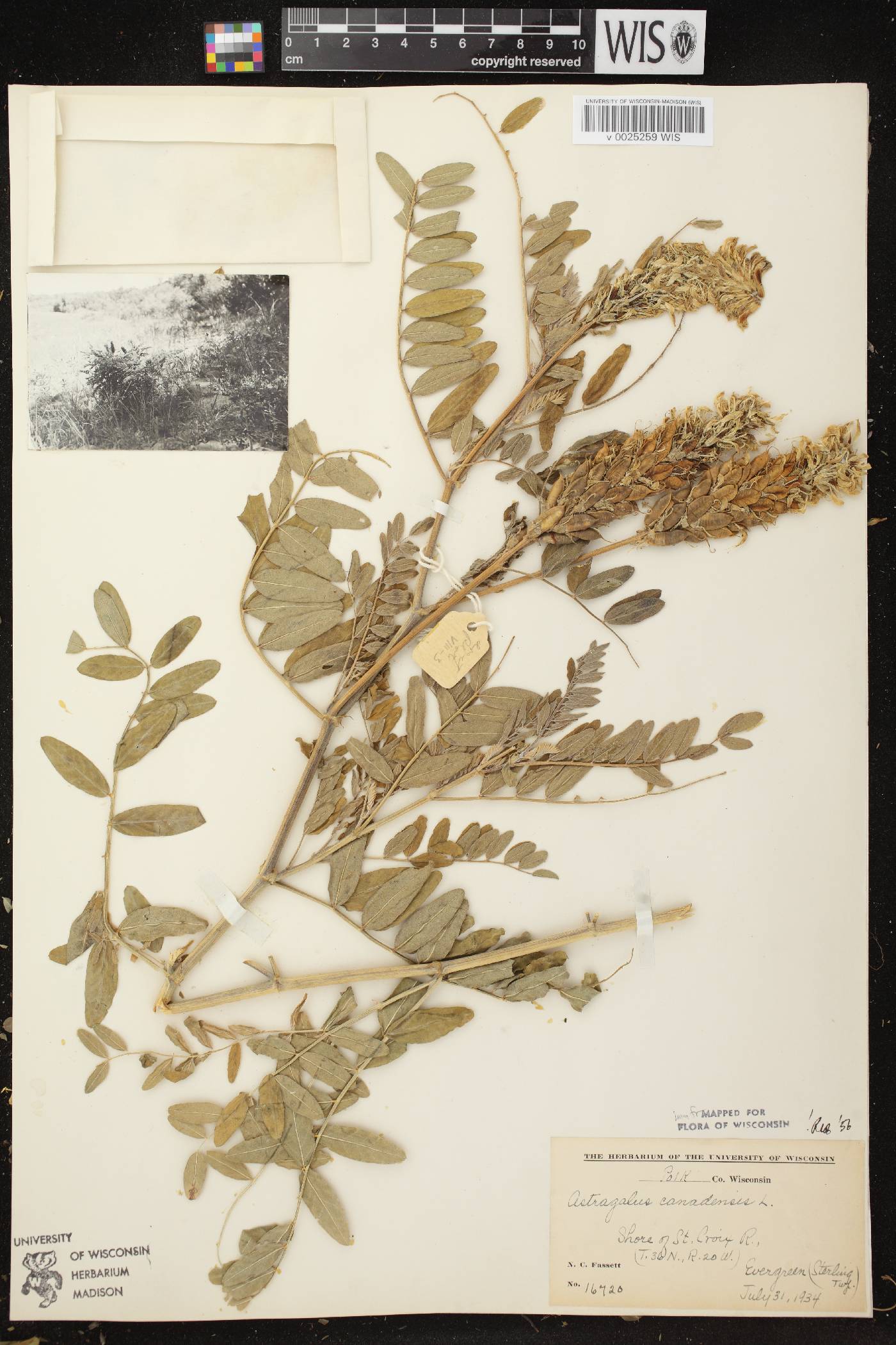 Astragalus canadensis var. canadensis image