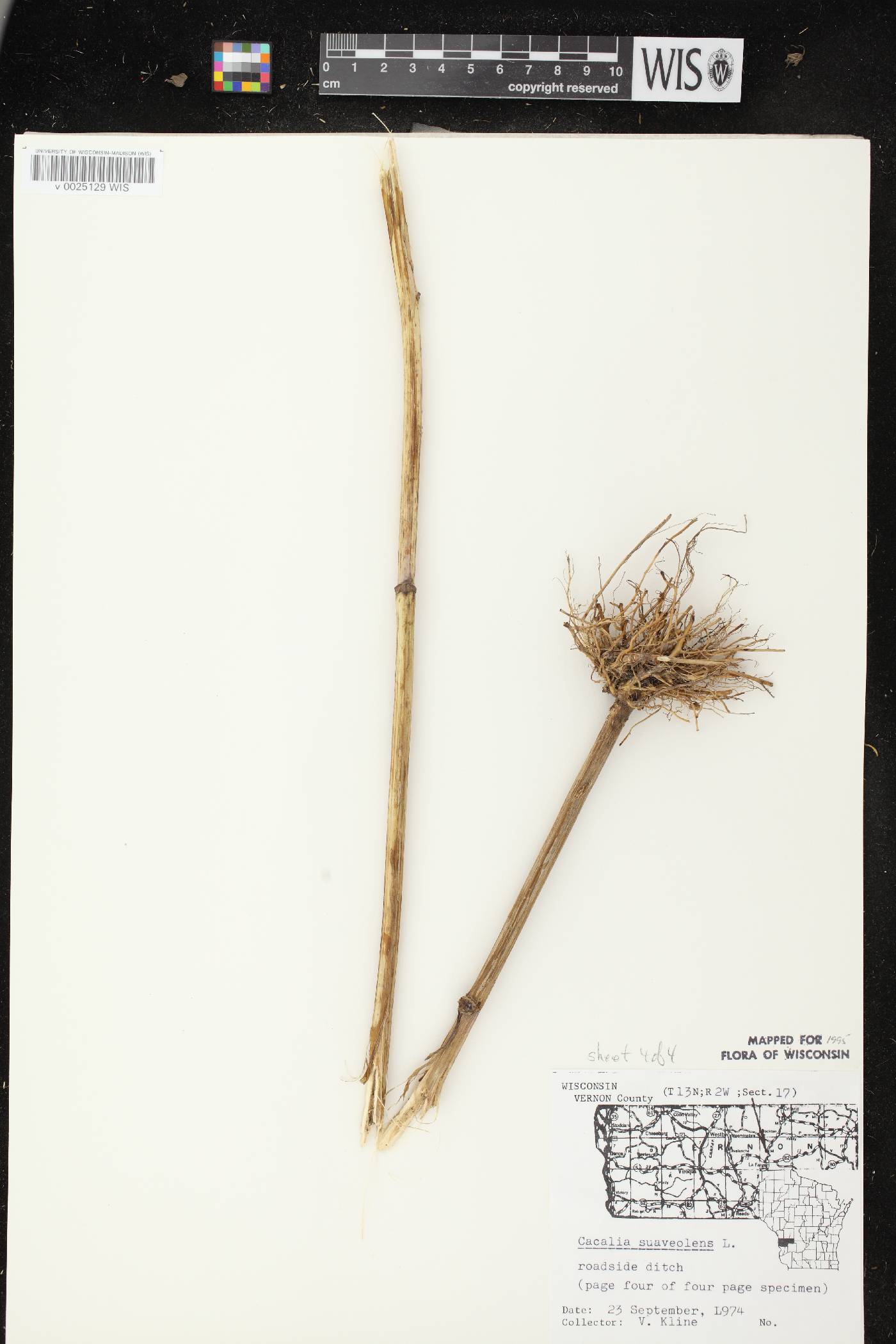Hasteola suaveolens image