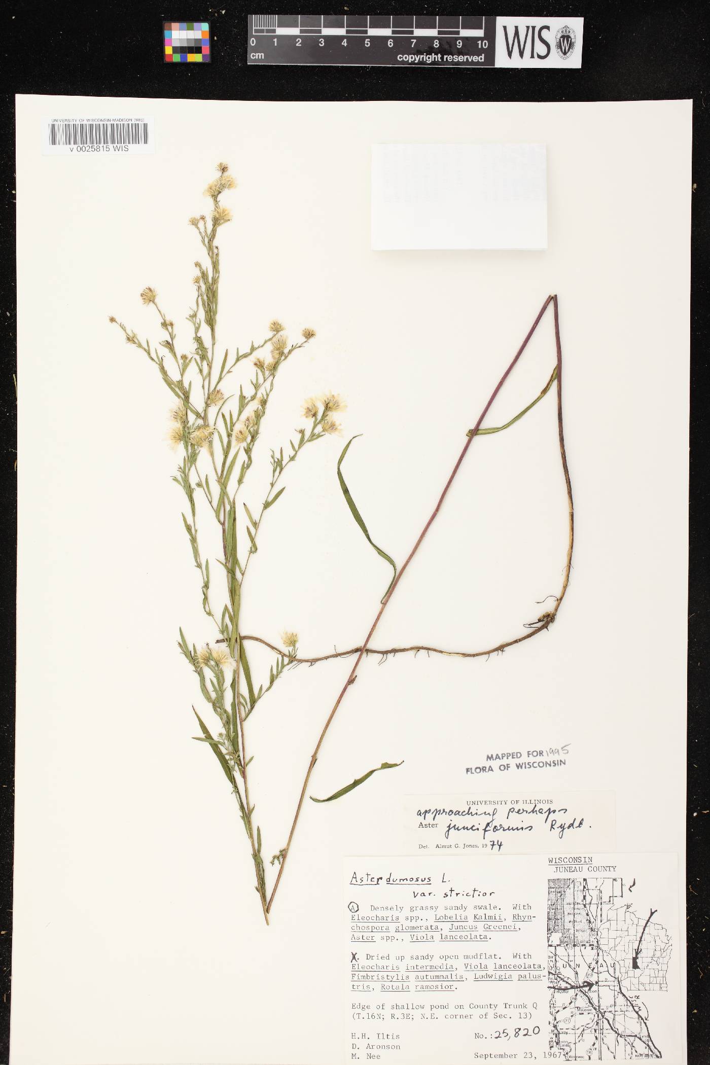 Symphyotrichum boreale image