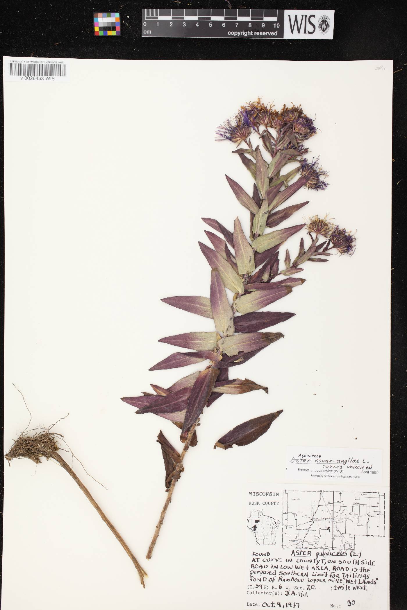 Symphyotrichum novae-angliae image