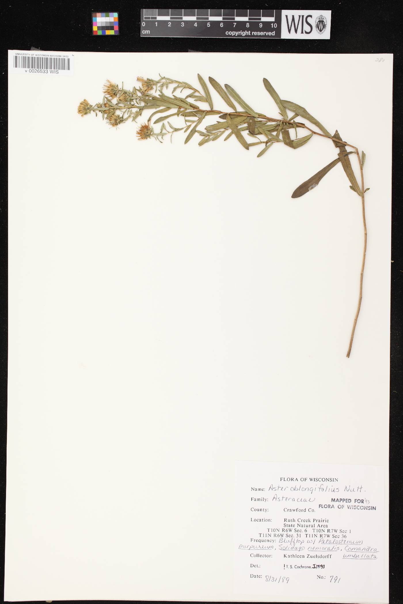Symphyotrichum oblongifolium image