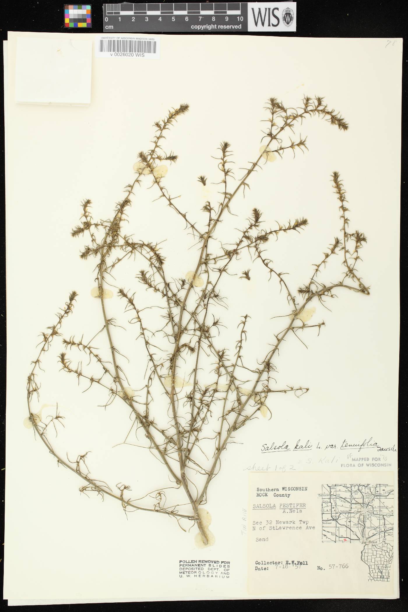 Salsola tragus image